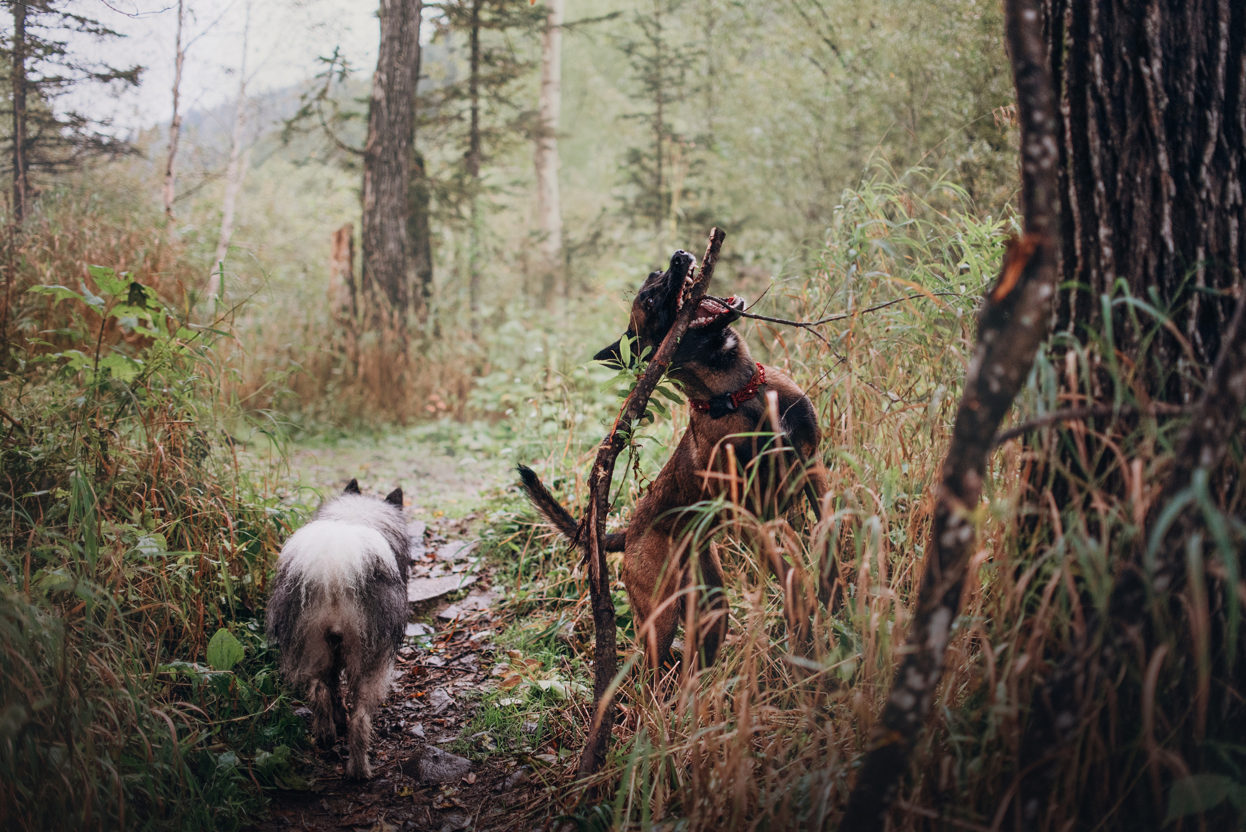 Амут: кеесхонд Верона, малинуа Бэрри, Юля и Леша. Портфолио
