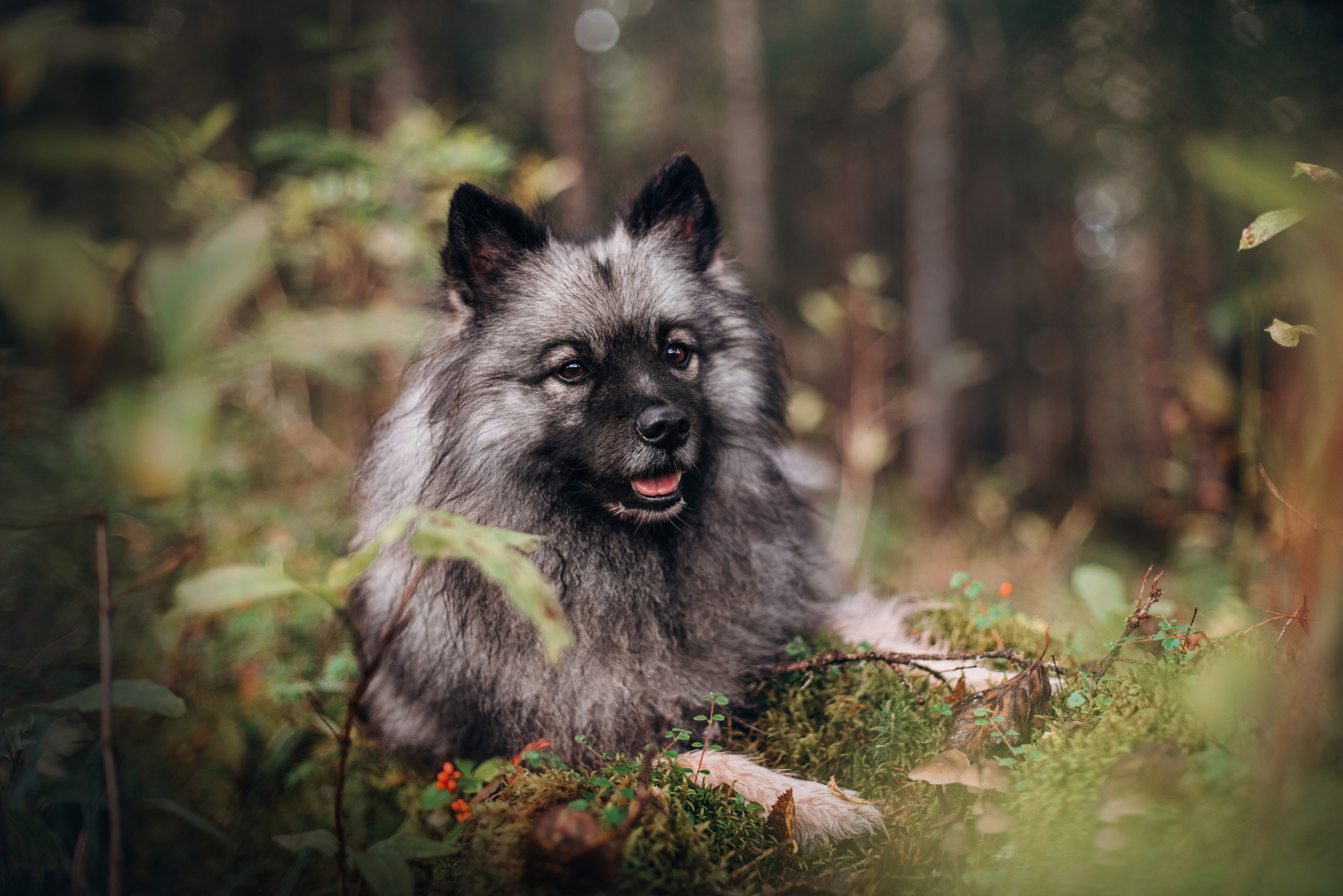 Амут: кеесхонд Верона, малинуа Бэрри, Юля и Леша. Портфолио