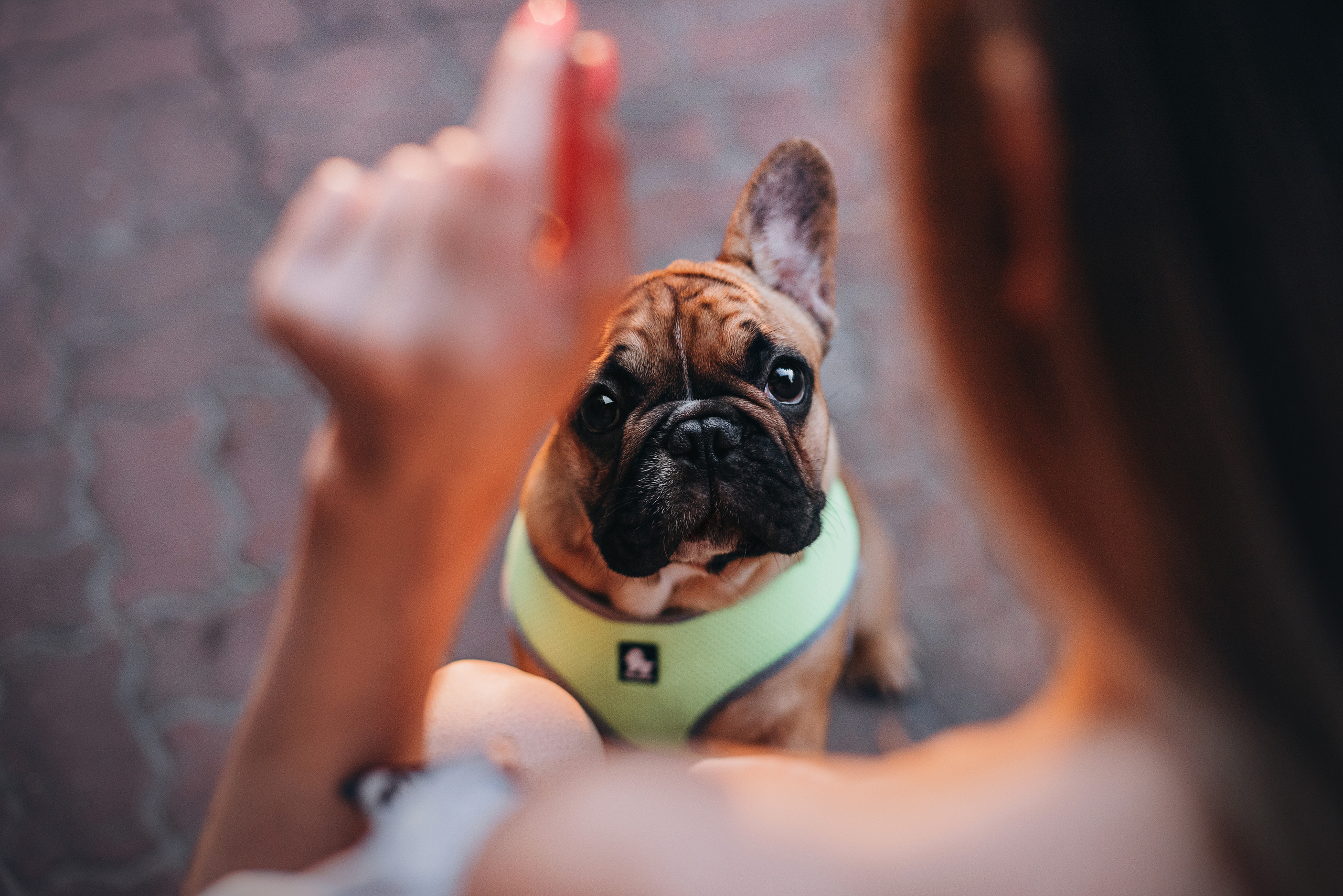 Рассвет в городе: французские бульдоги Лео и Фрэнк и Алена. Портфолио