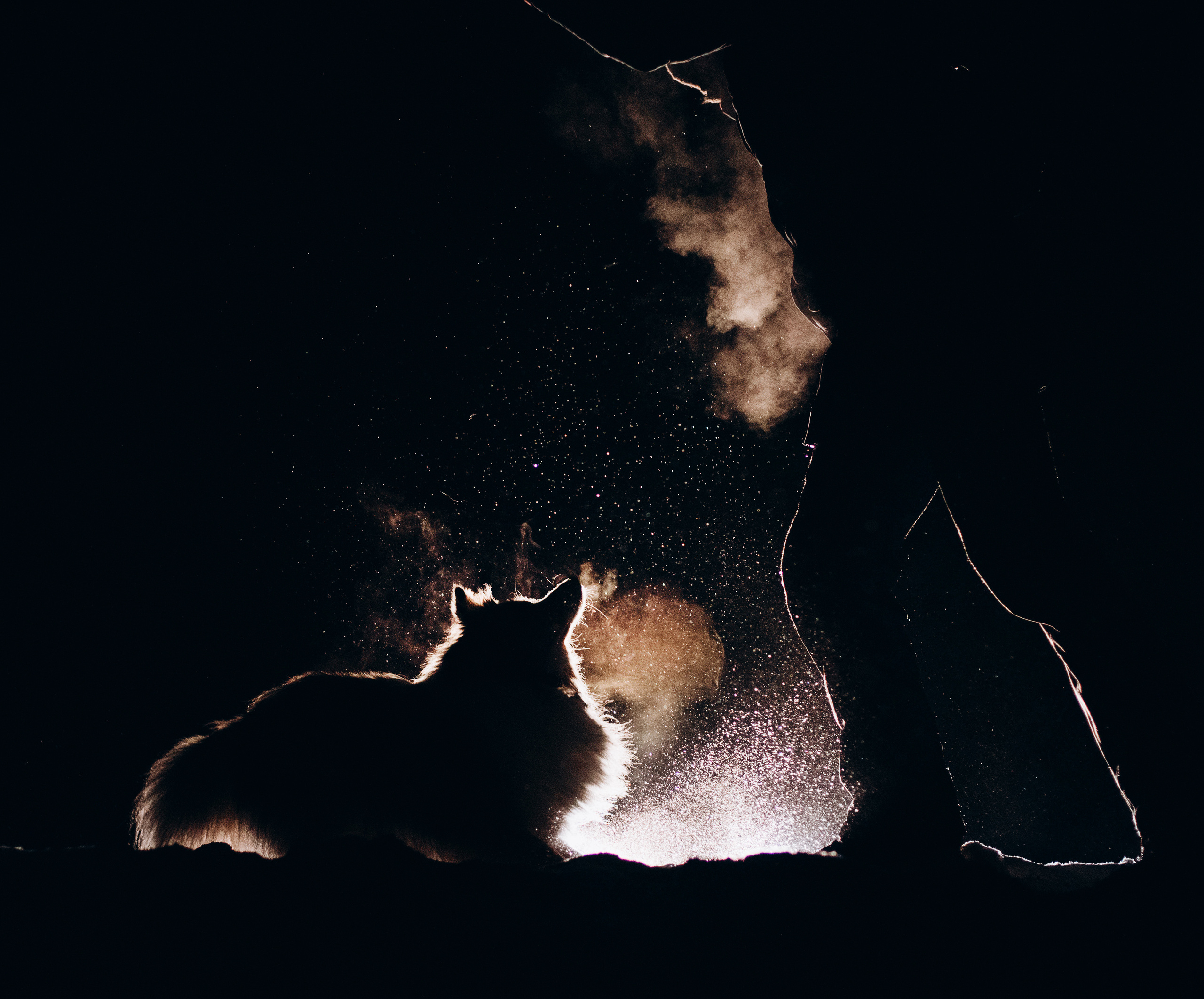 Шелти Расс. Портфолио