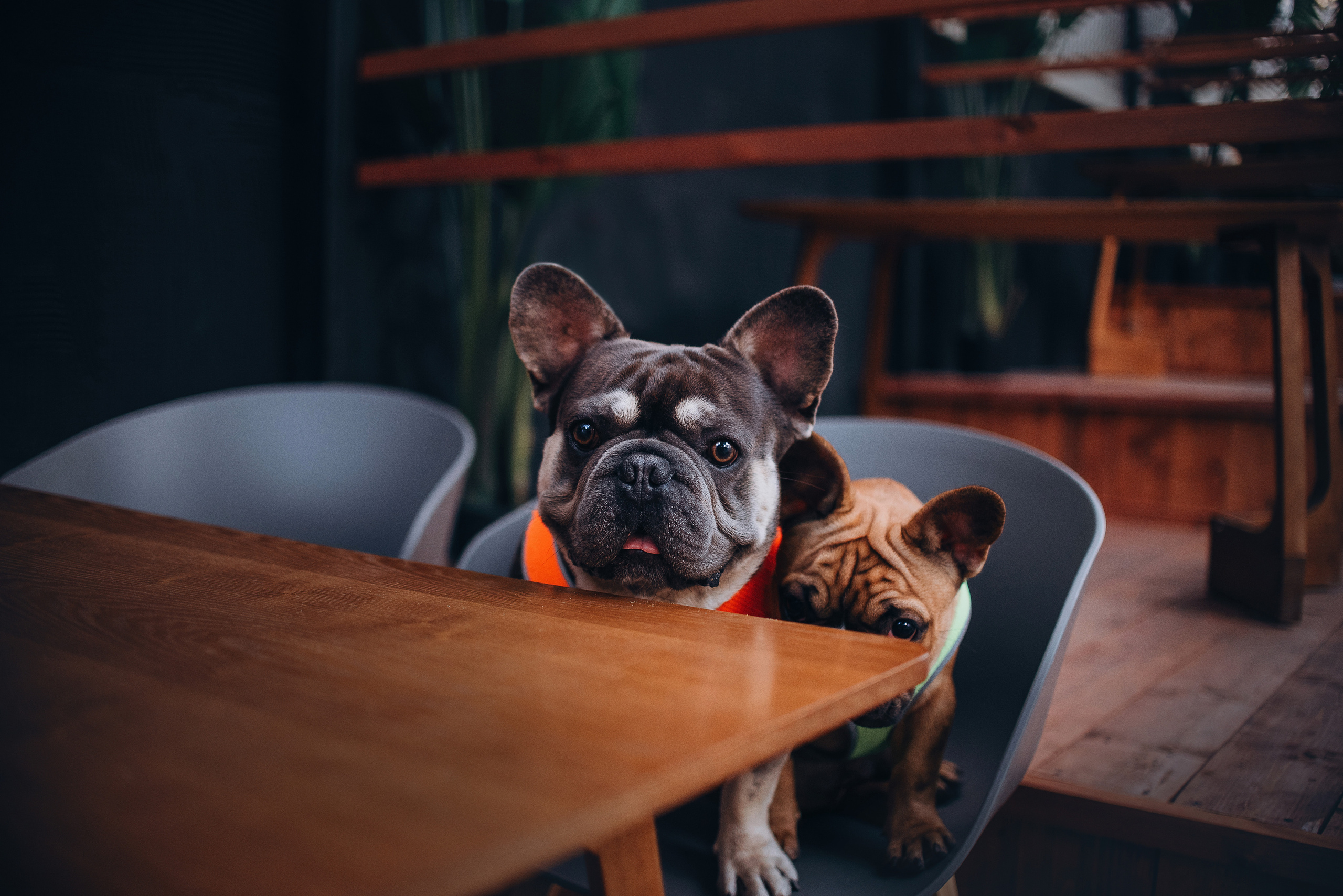 Рассвет в городе: французские бульдоги Лео и Фрэнк и Алена. Портфолио