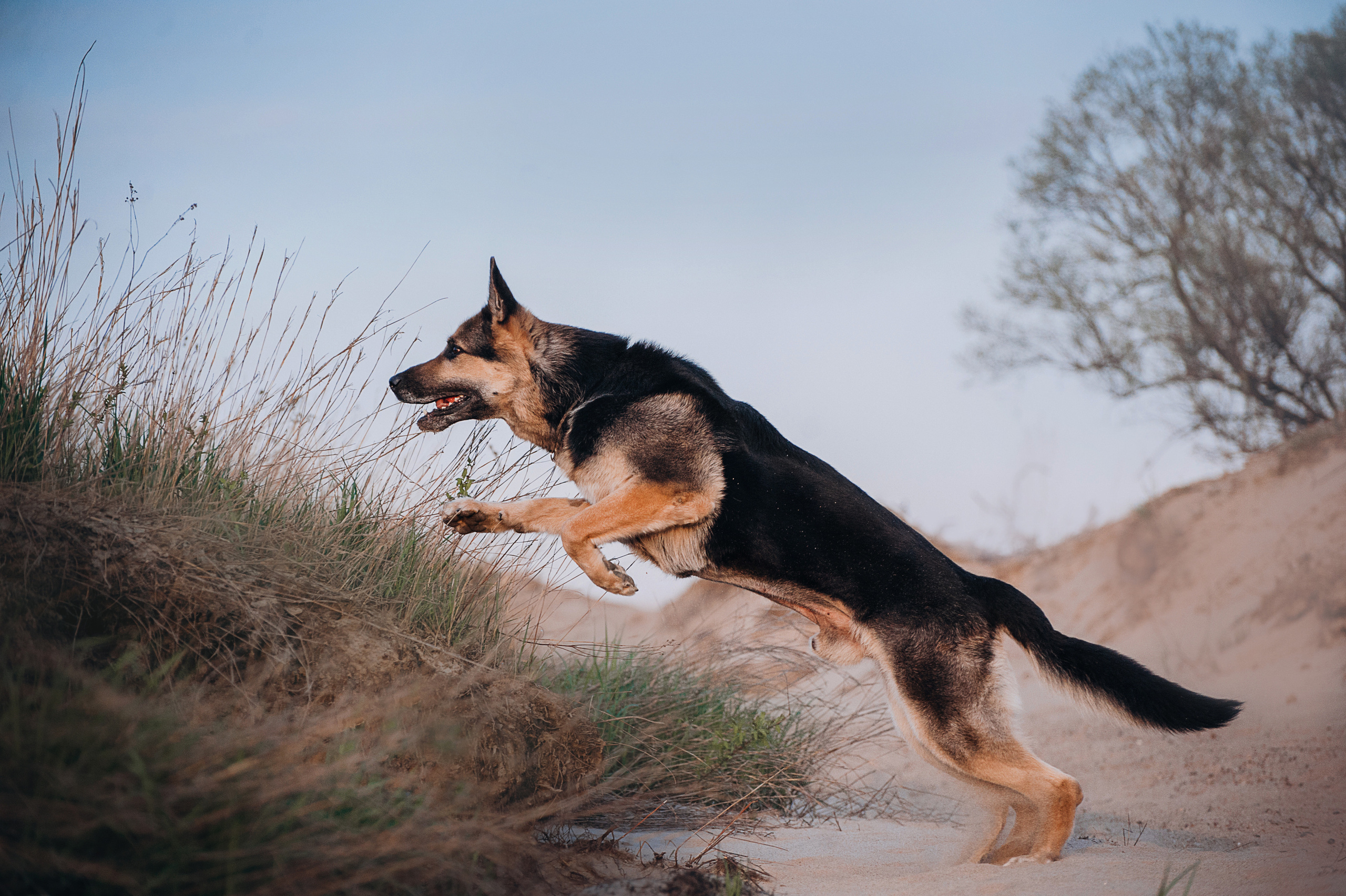 Бордер-колли Юппи, овчар Тайфун, Наташа и Дима. Портфолио