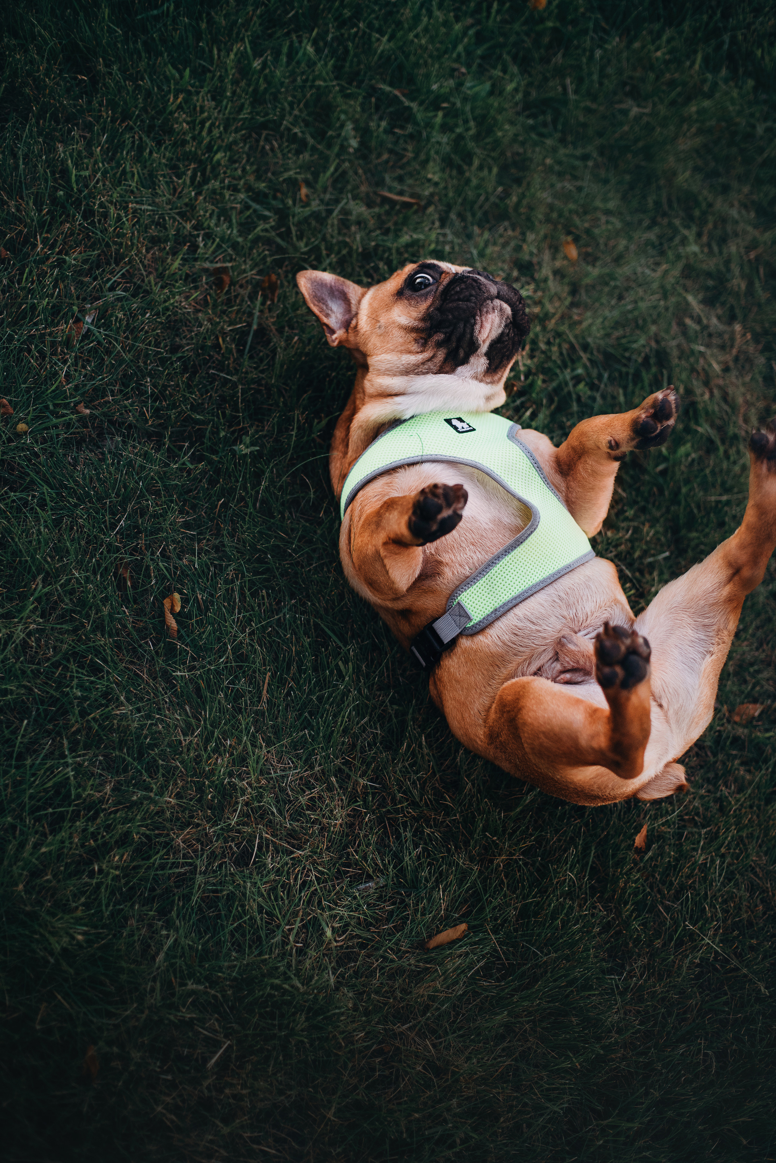Рассвет в городе: французские бульдоги Лео и Фрэнк и Алена. Портфолио