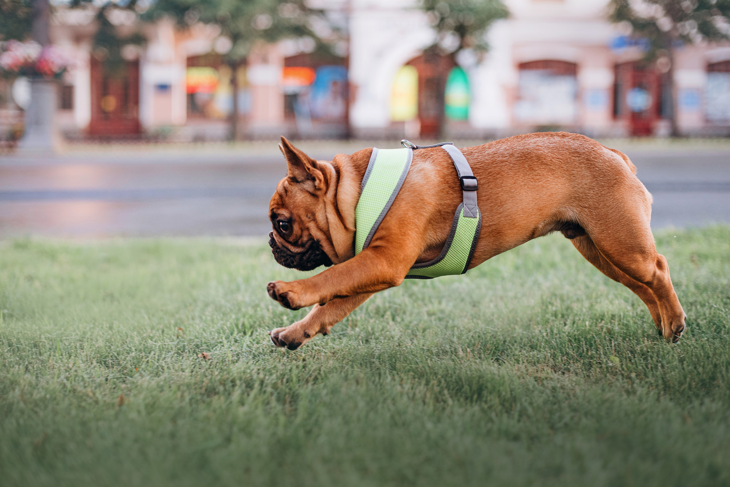 Рассвет в городе: французские бульдоги Лео и Фрэнк и Алена. Портфолио