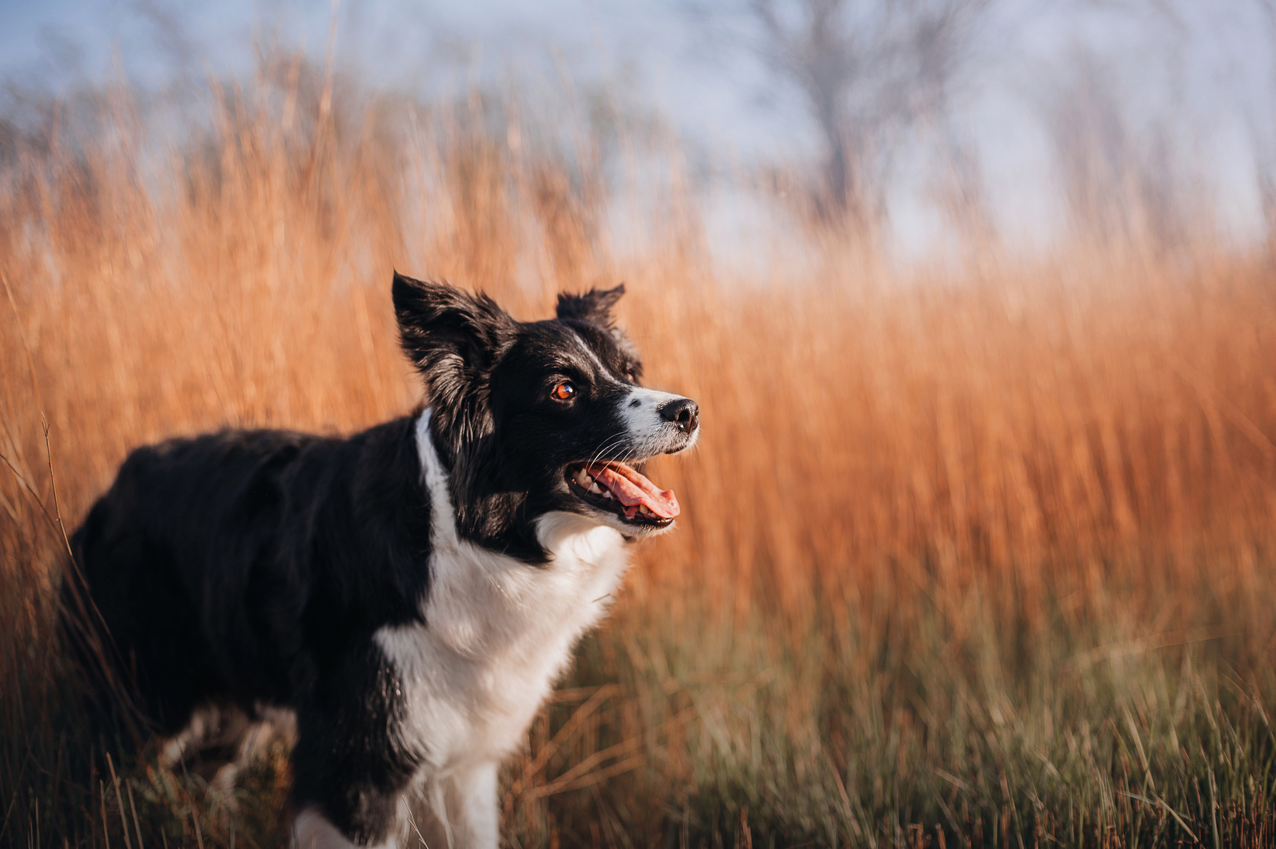Бордер-колли Юппи, овчар Тайфун, Наташа и Дима. Портфолио