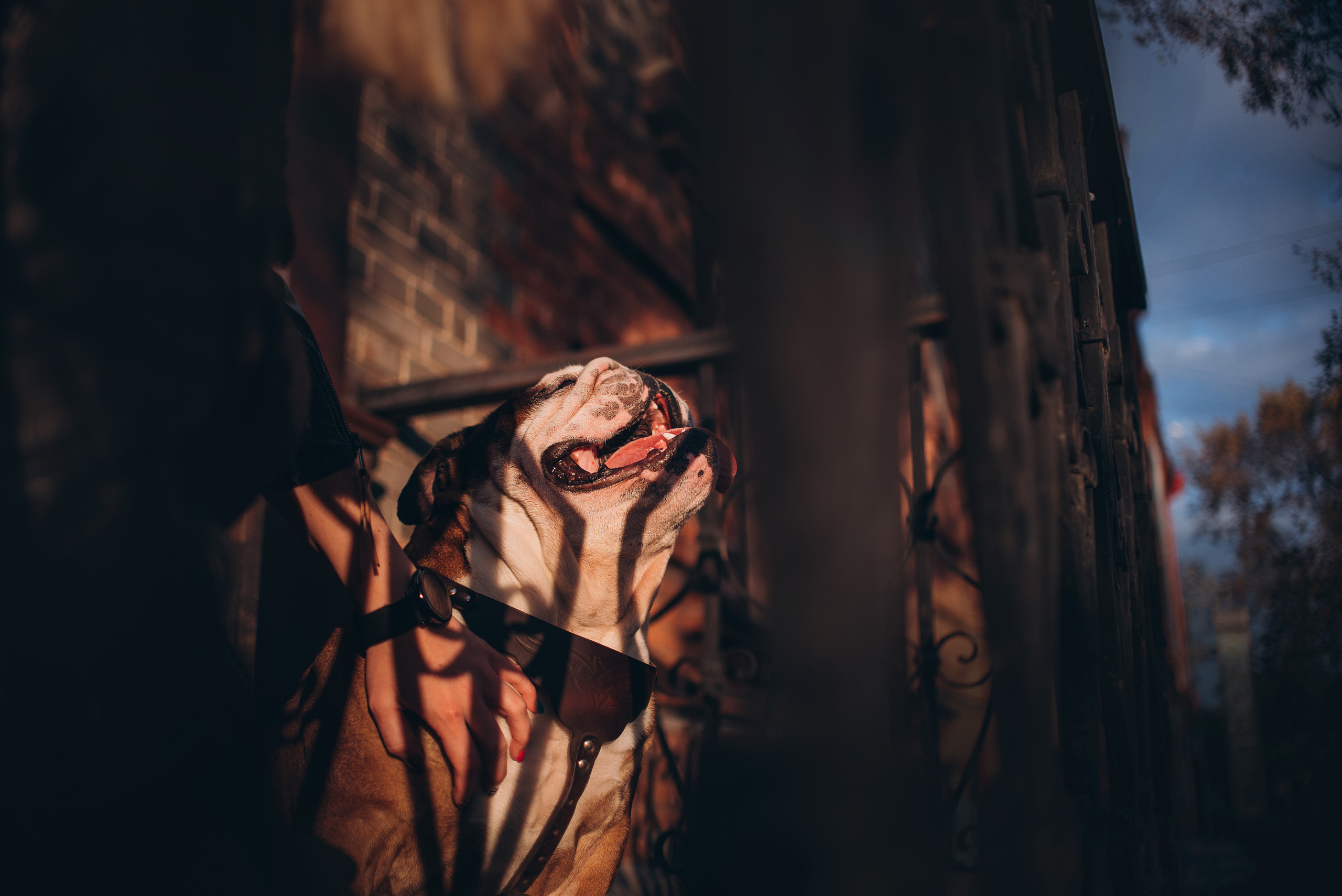 Рассвет в городе: бульдог Роберт и Юля. Портфолио