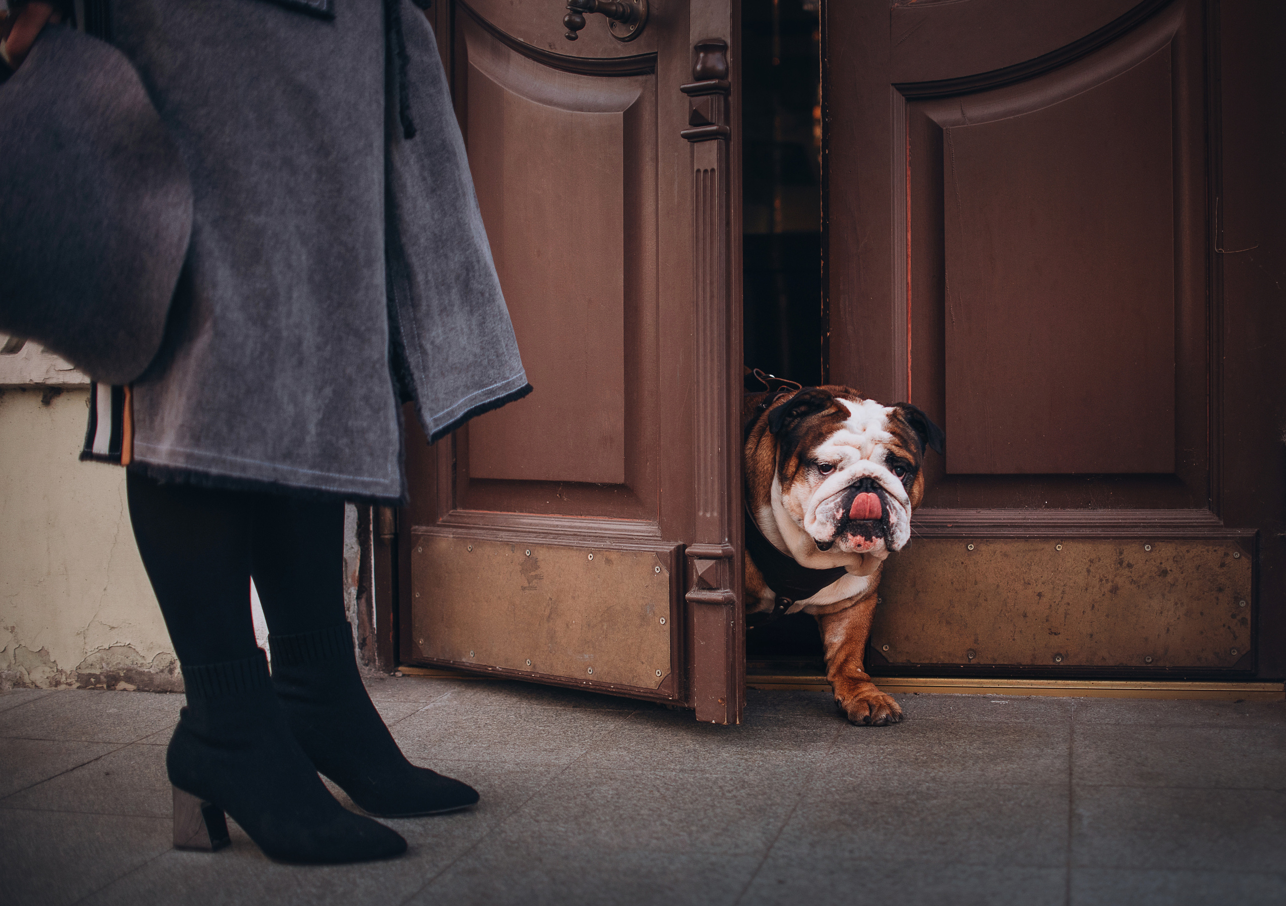 Рассвет в городе: бульдог Роберт и Юля. Портфолио