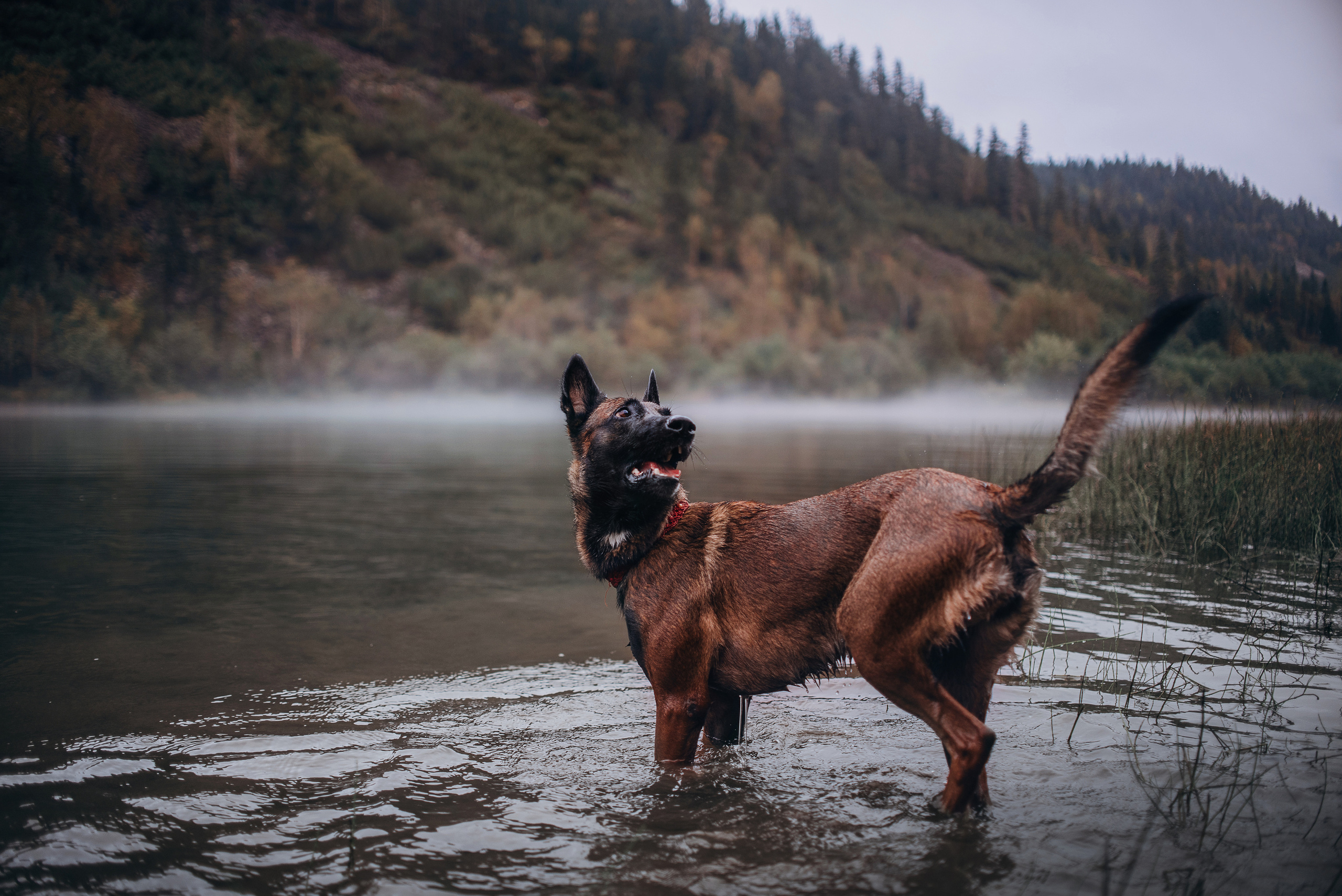 Амут: кеесхонд Верона, малинуа Бэрри, Юля и Леша. Портфолио