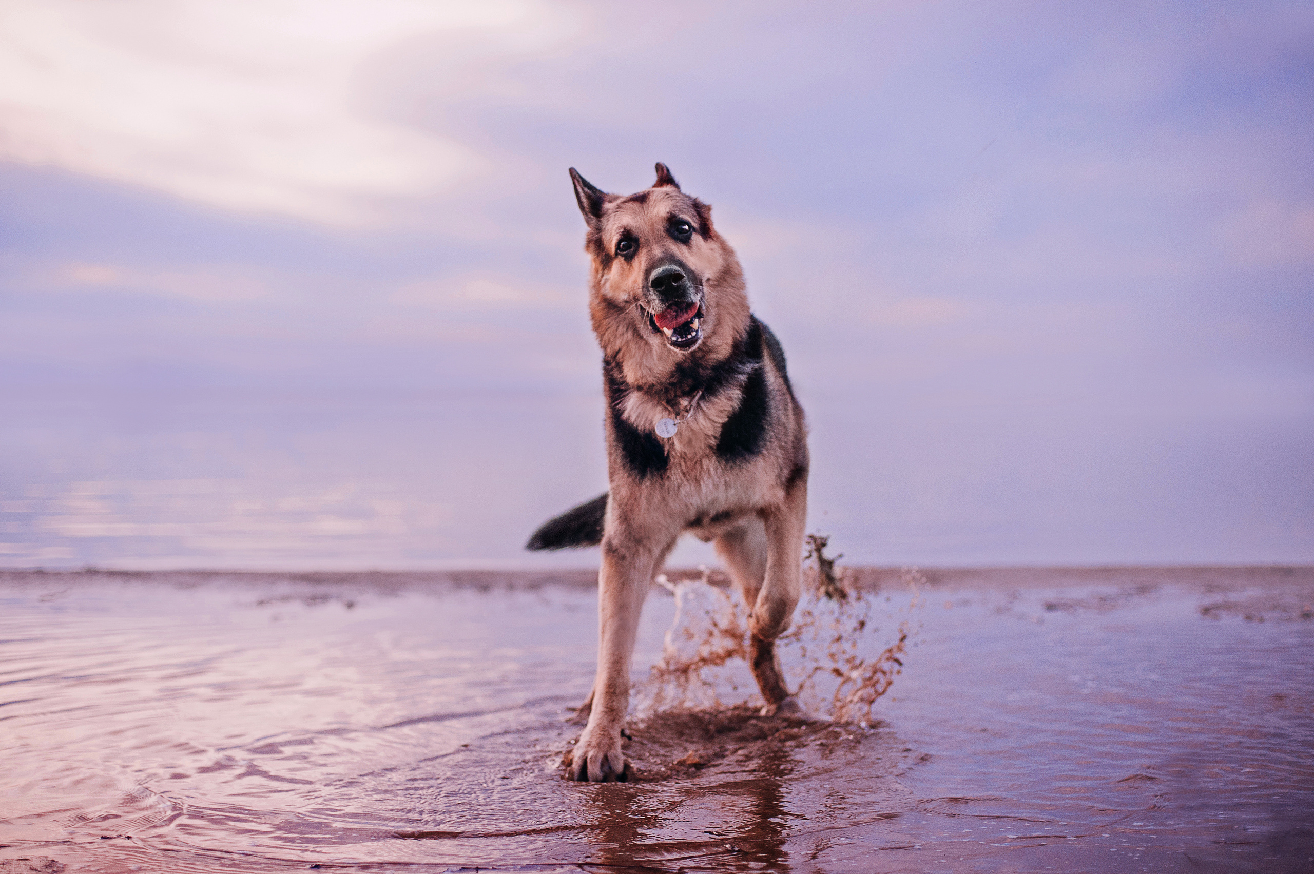 Бордер-колли Юппи, овчар Тайфун, Наташа и Дима. Портфолио