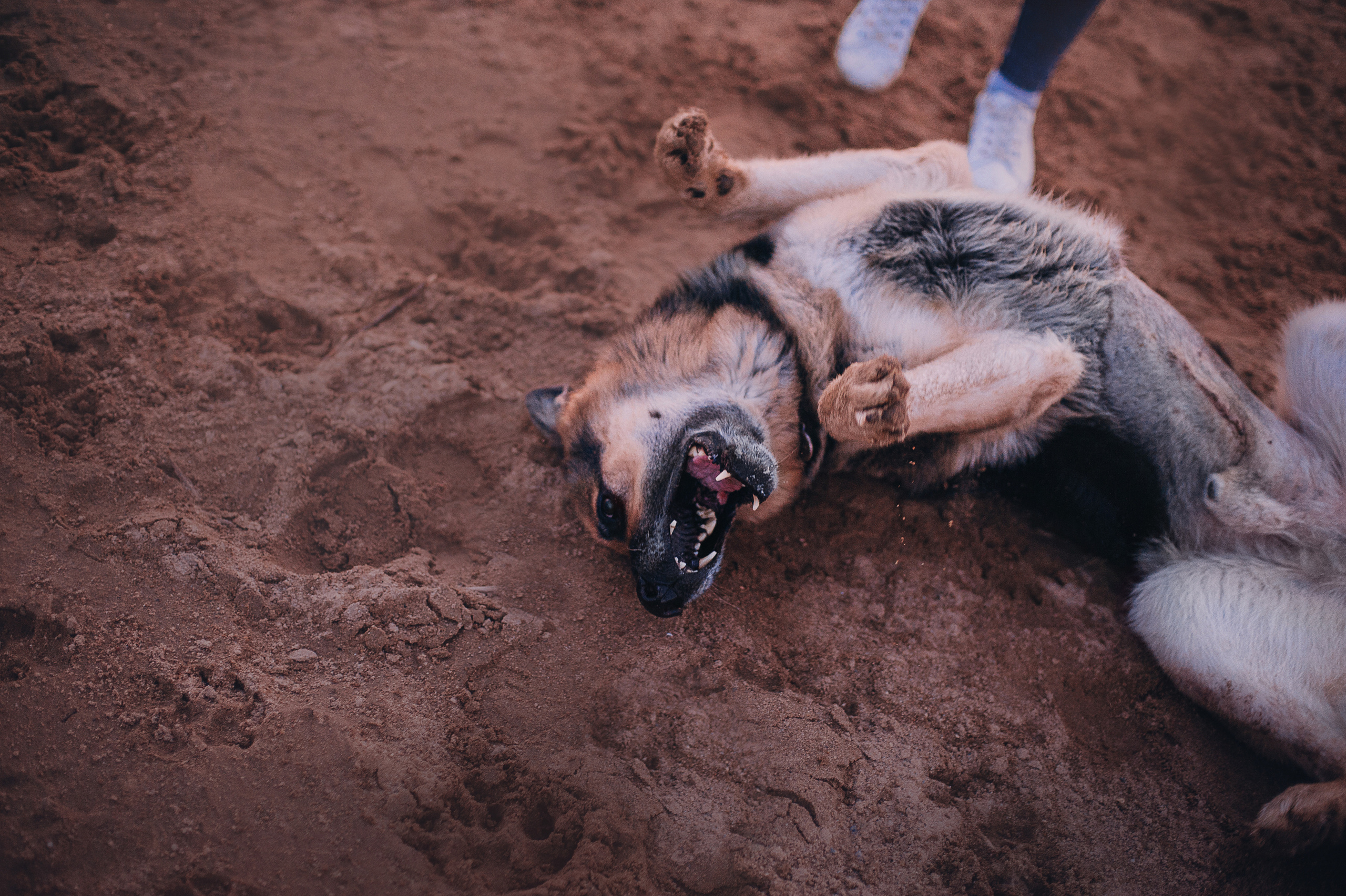 Бордер-колли Юппи, овчар Тайфун, Наташа и Дима. Портфолио