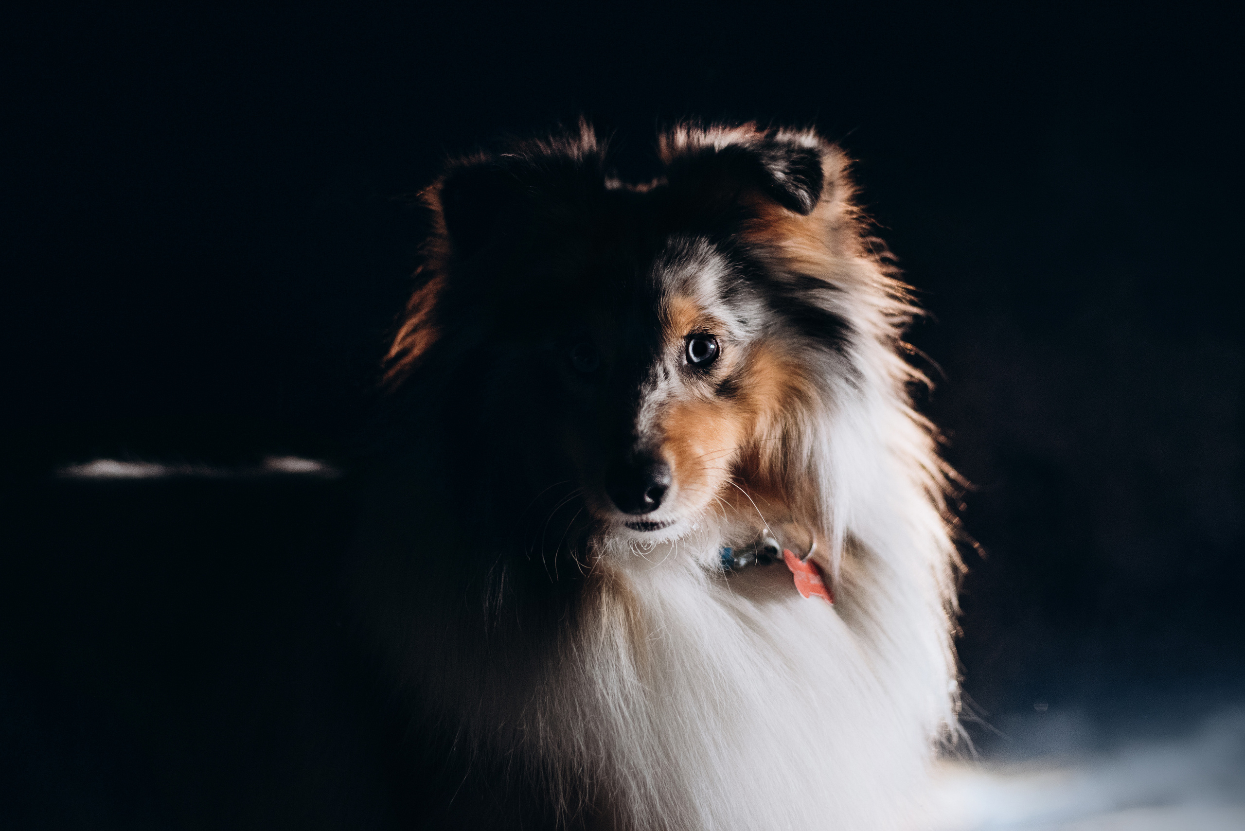 Шелти Расс. Портфолио