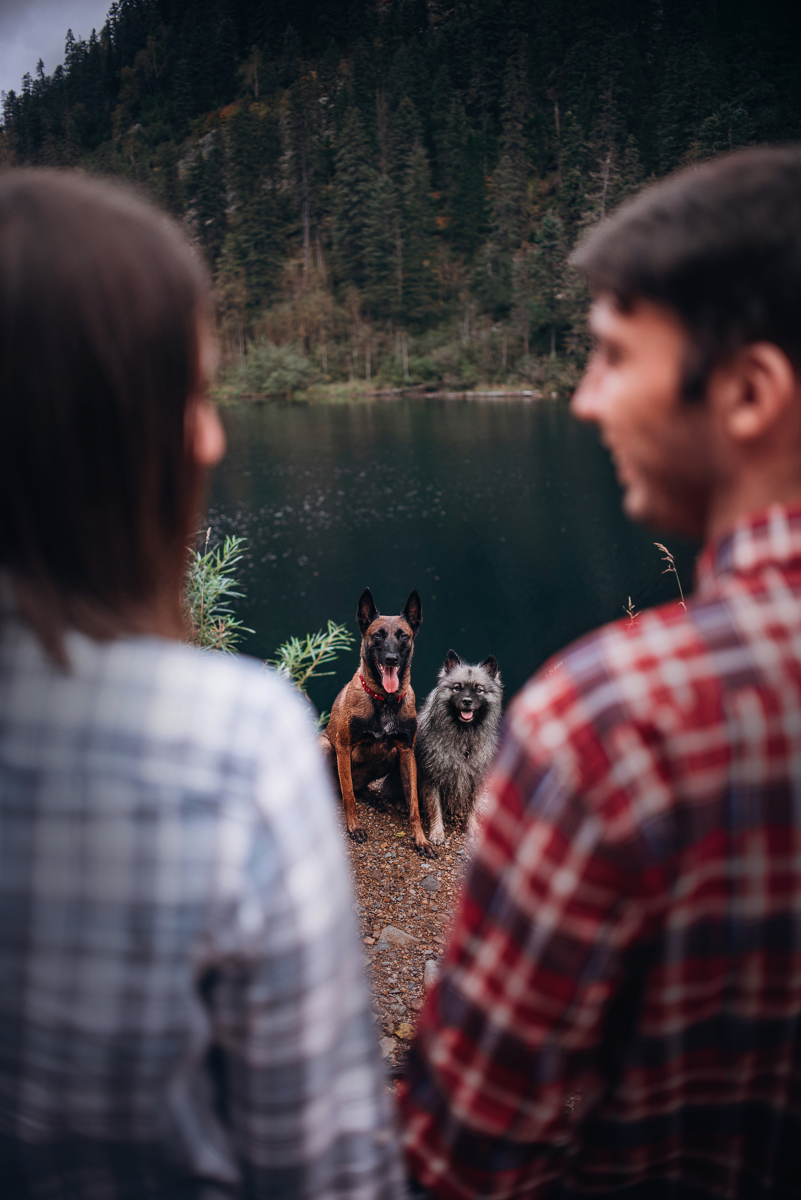Амут: кеесхонд Верона, малинуа Бэрри, Юля и Леша. Портфолио