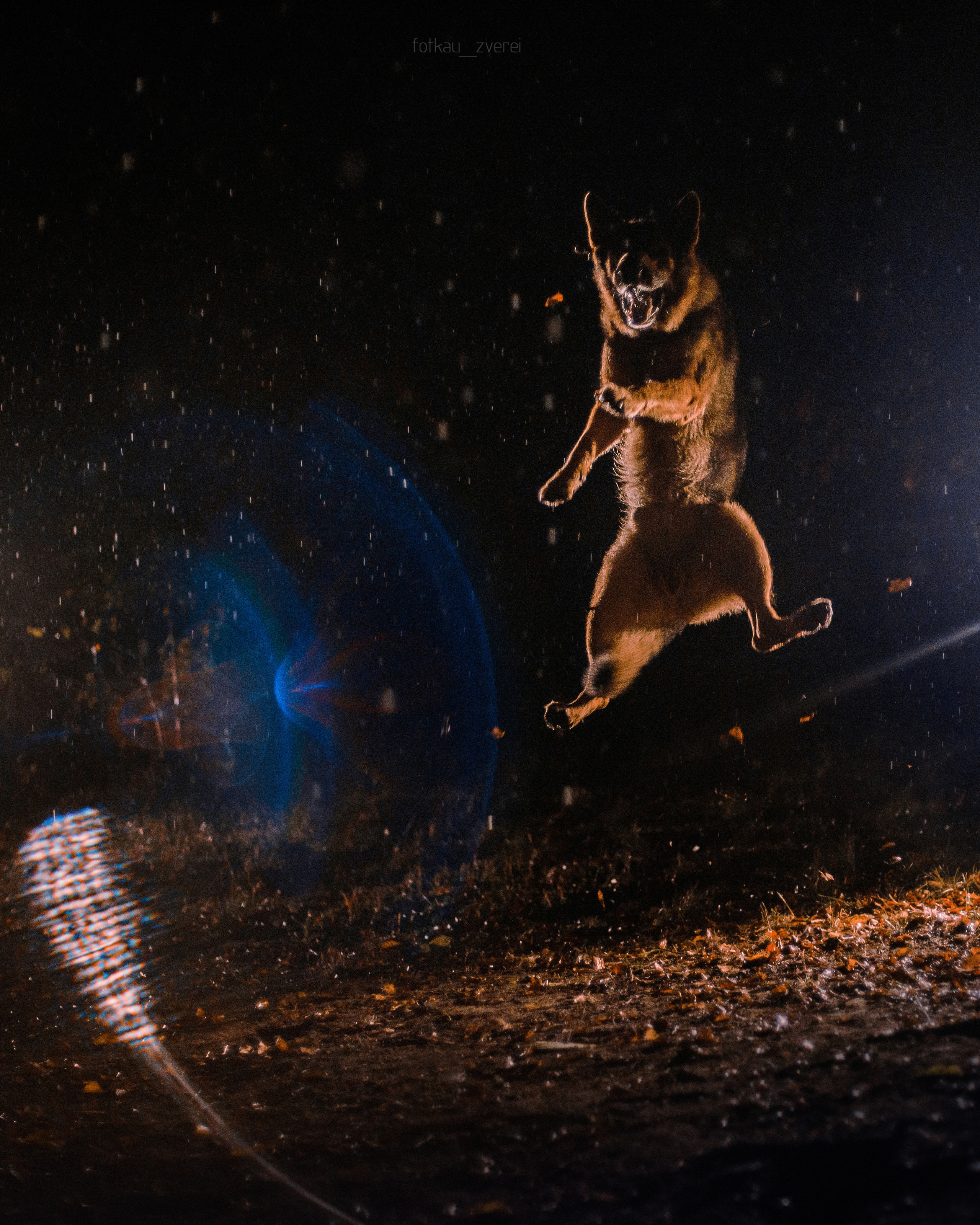 Темное: овчарка Ермак и Ира в лесу под дождем. Портфолио