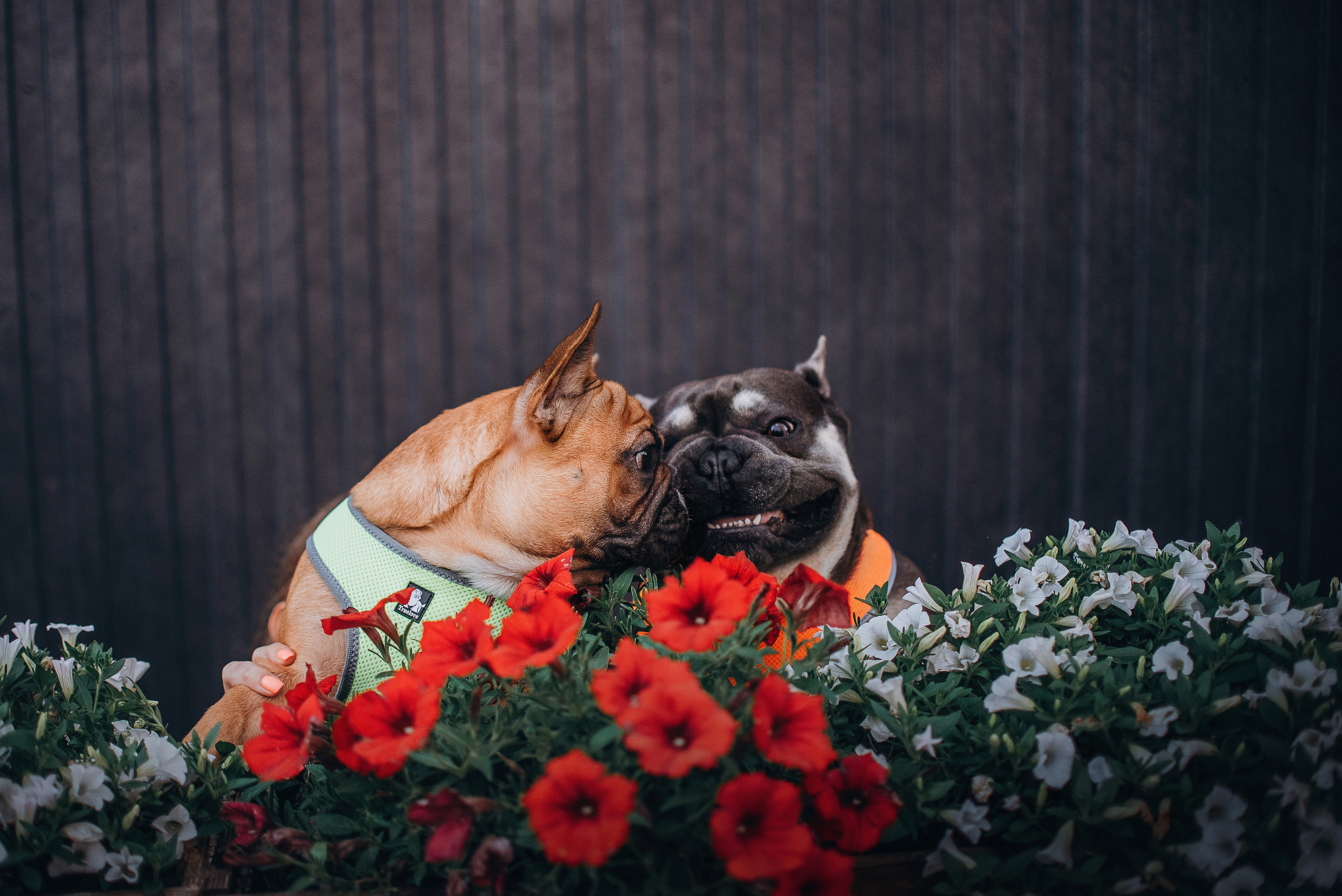 Рассвет в городе: французские бульдоги Лео и Фрэнк и Алена. Портфолио