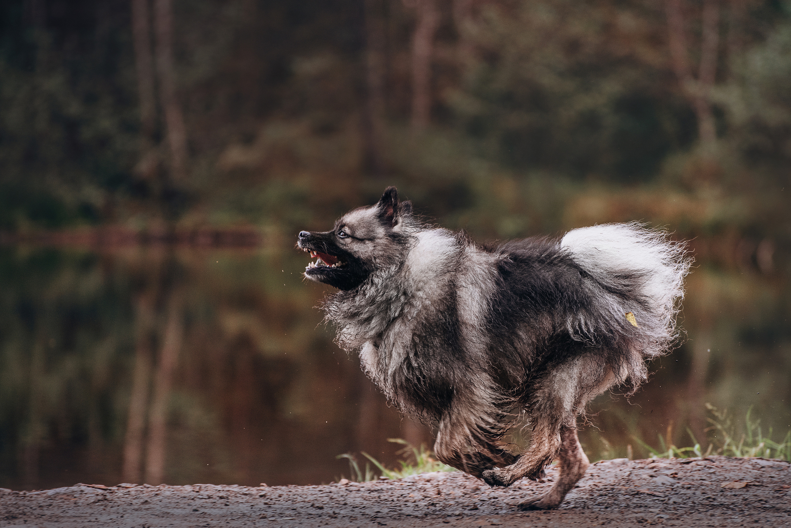 Амут: кеесхонд Верона, малинуа Бэрри, Юля и Леша. Портфолио