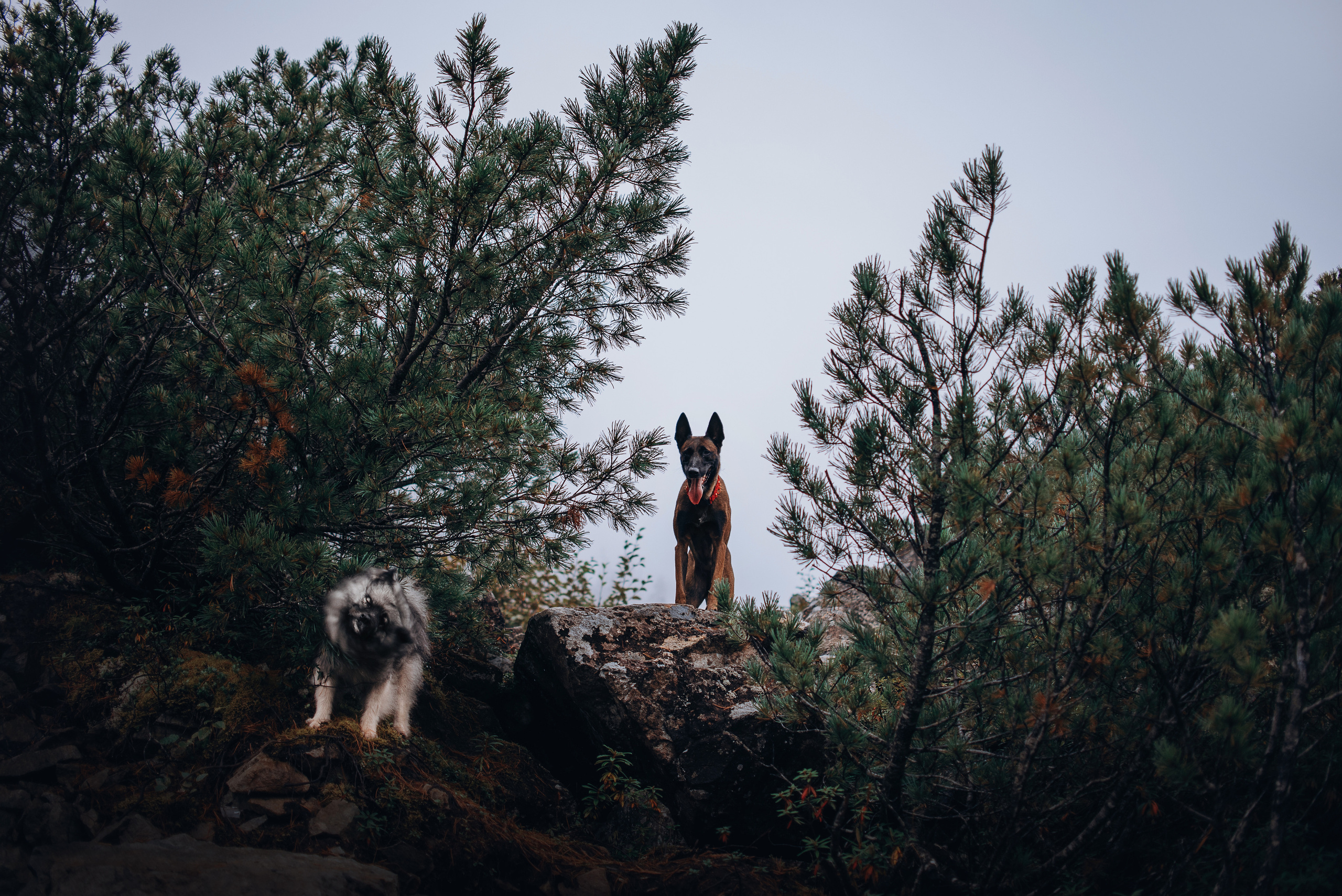Амут: кеесхонд Верона, малинуа Бэрри, Юля и Леша. Портфолио
