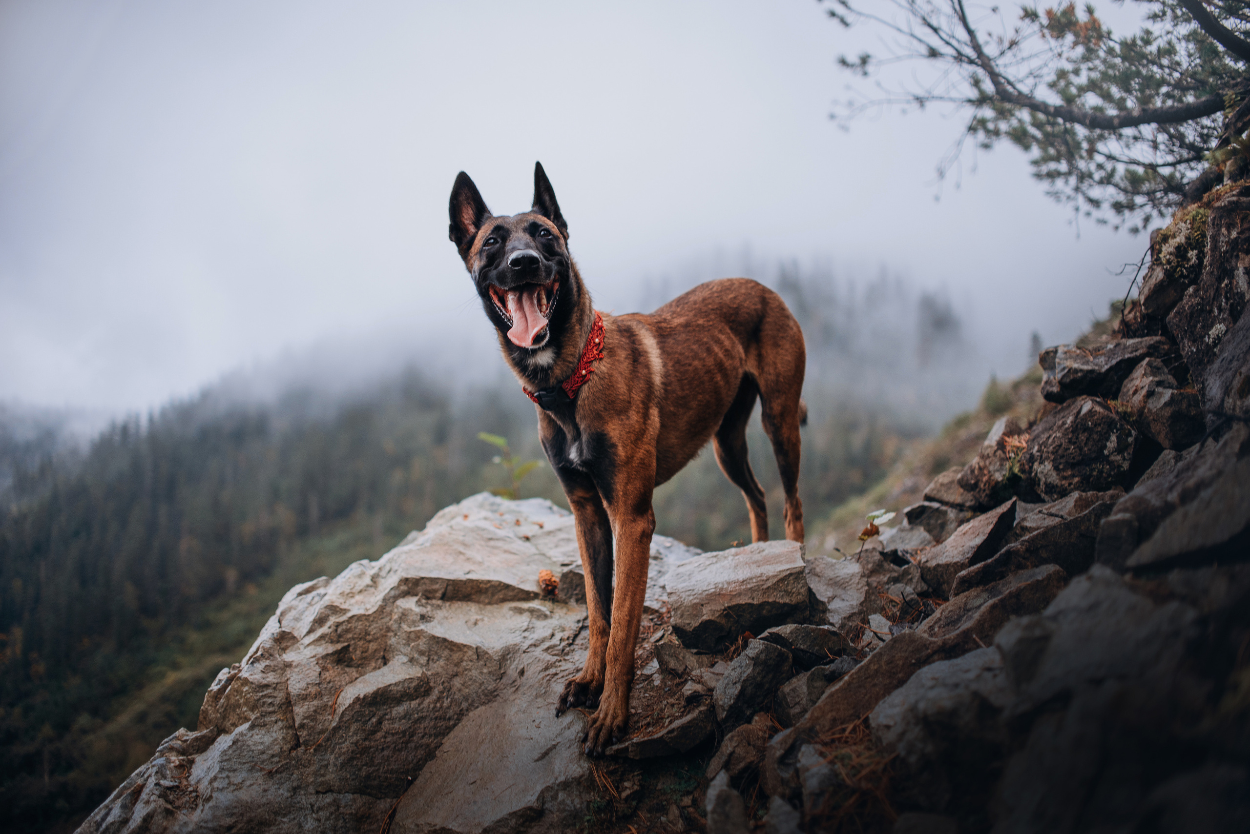 Амут: кеесхонд Верона, малинуа Бэрри, Юля и Леша. Портфолио