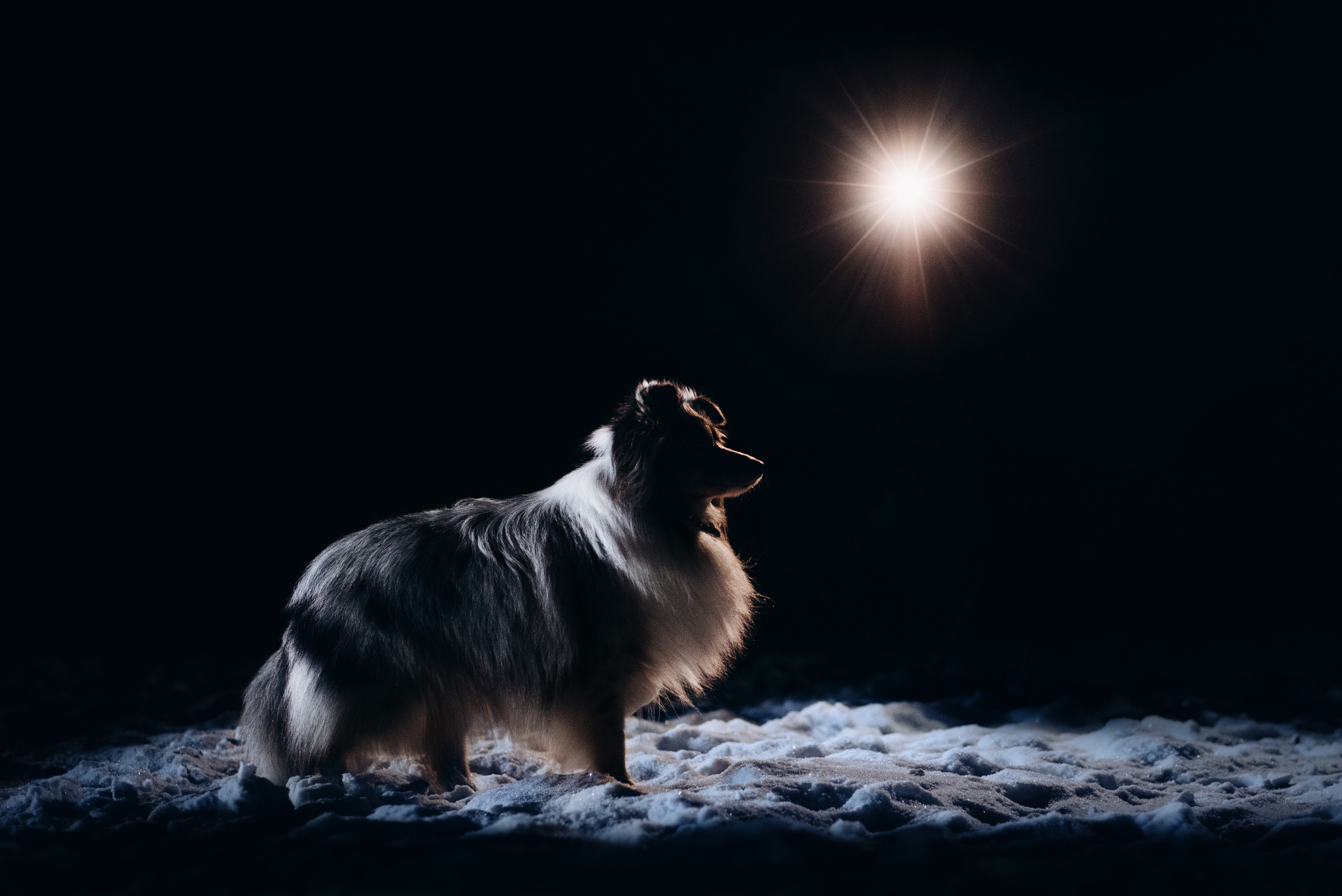 Шелти Расс. Портфолио