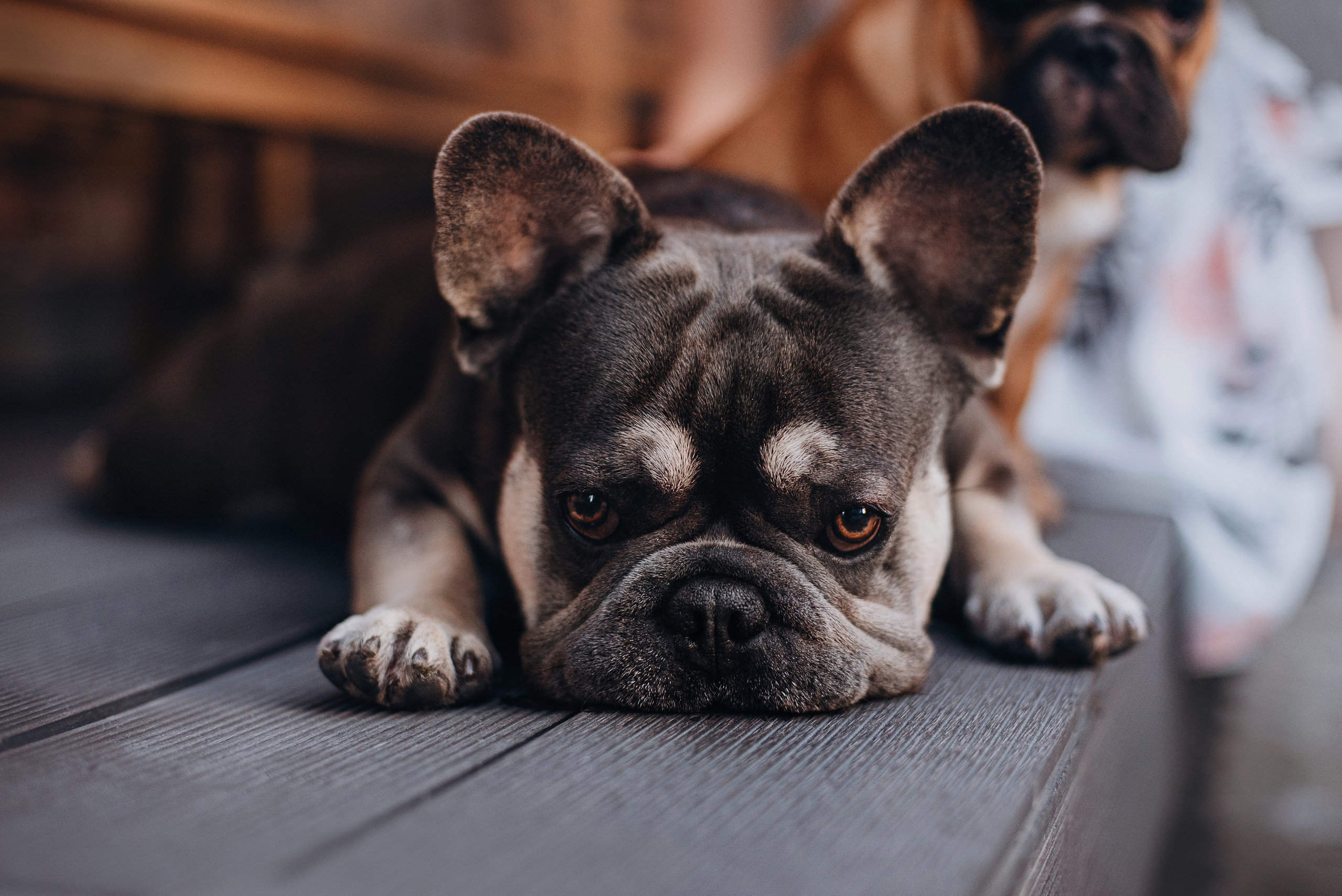 Рассвет в городе: французские бульдоги Лео и Фрэнк и Алена. Портфолио