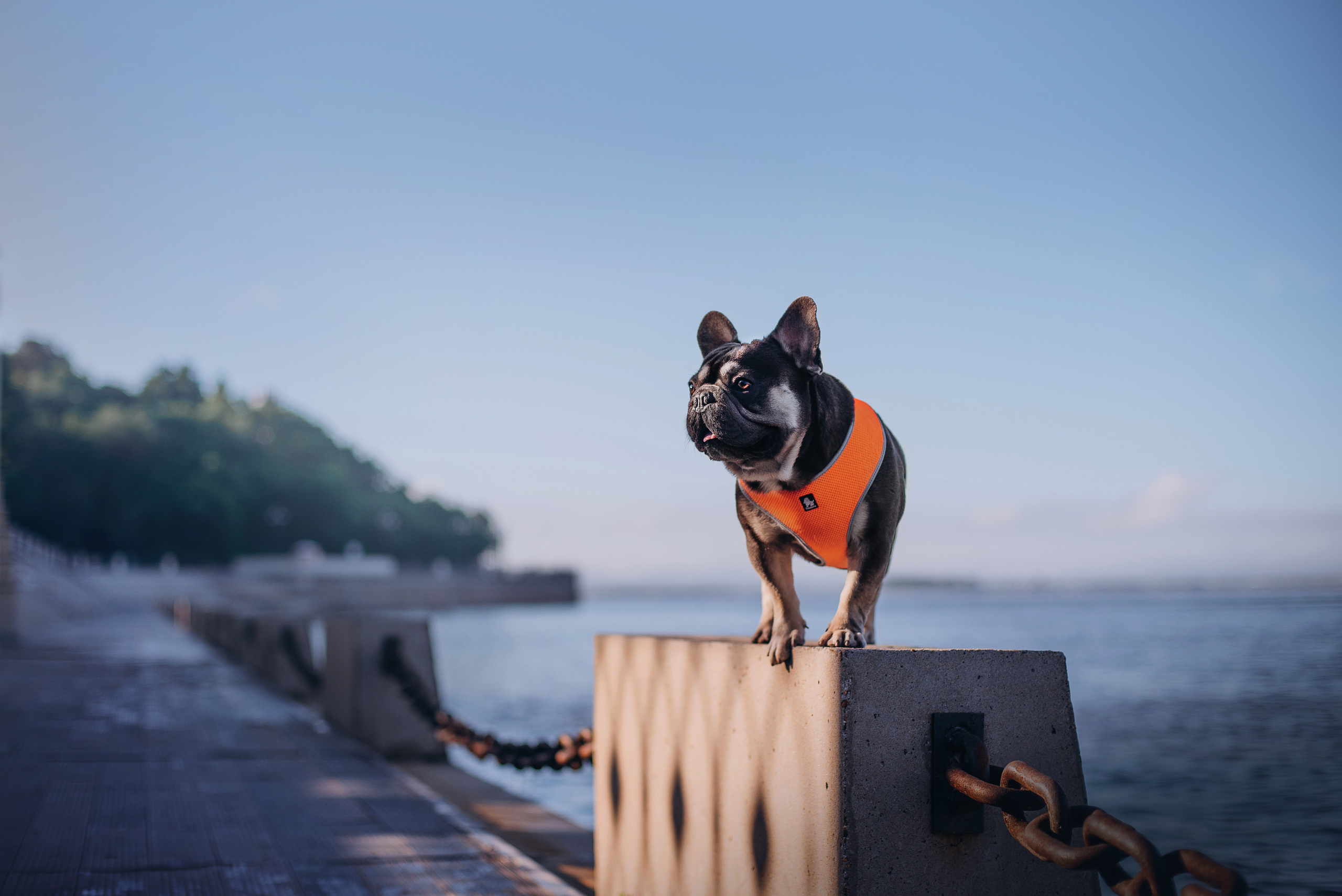 Рассвет в городе: французские бульдоги Лео и Фрэнк и Алена. Портфолио