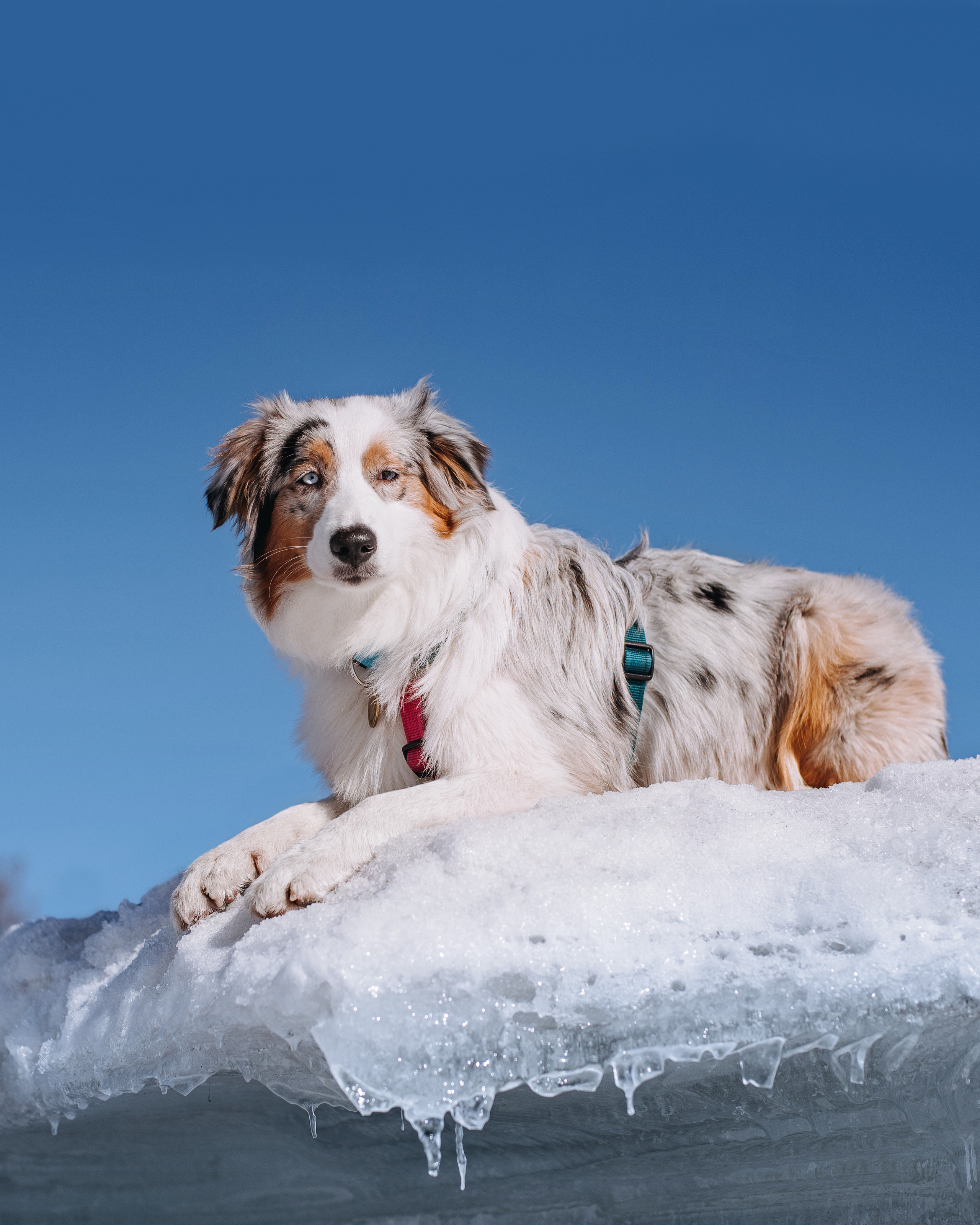 Аусси Киви и Аля. Портфолио