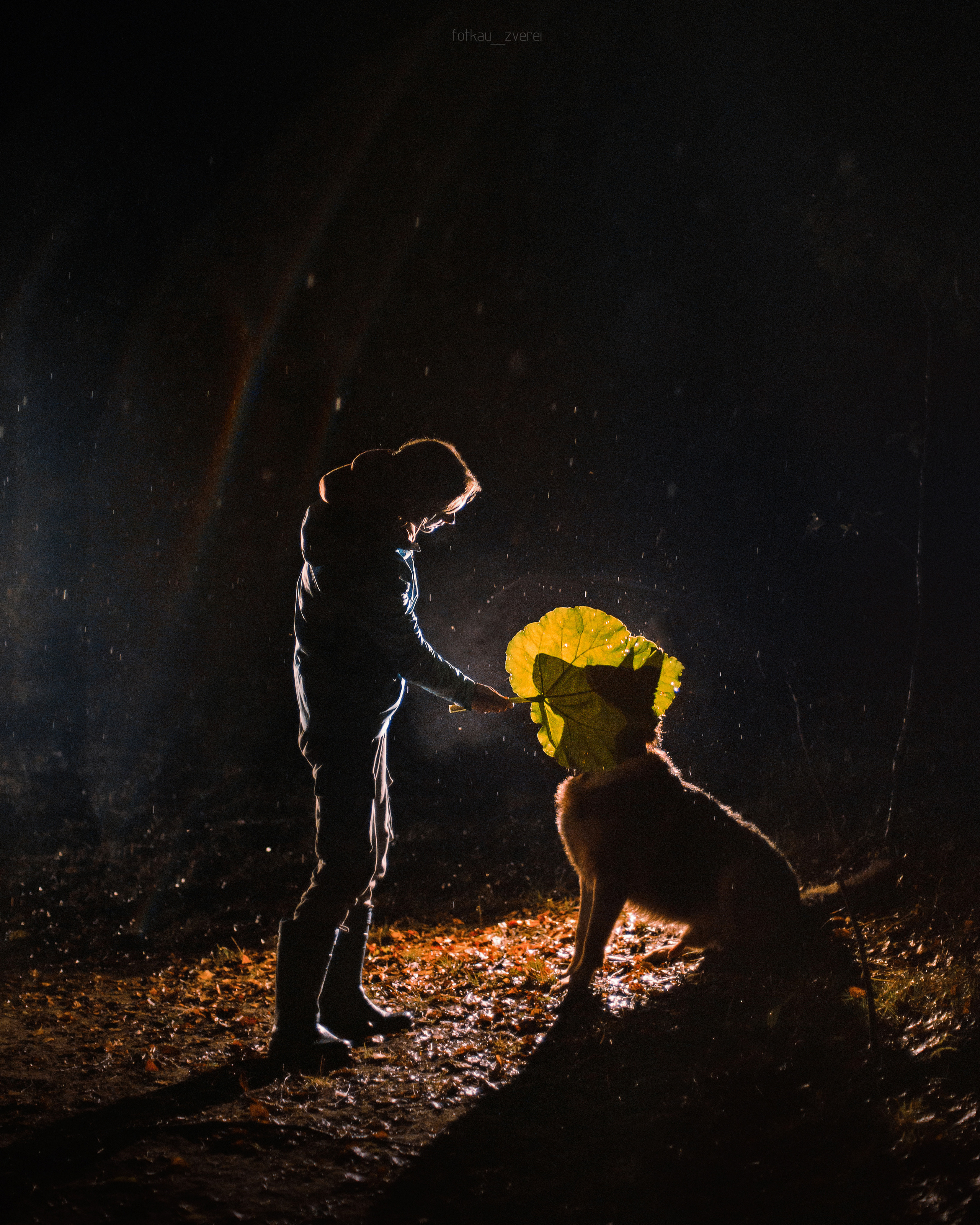 Темное: овчарка Ермак и Ира в лесу под дождем. Портфолио