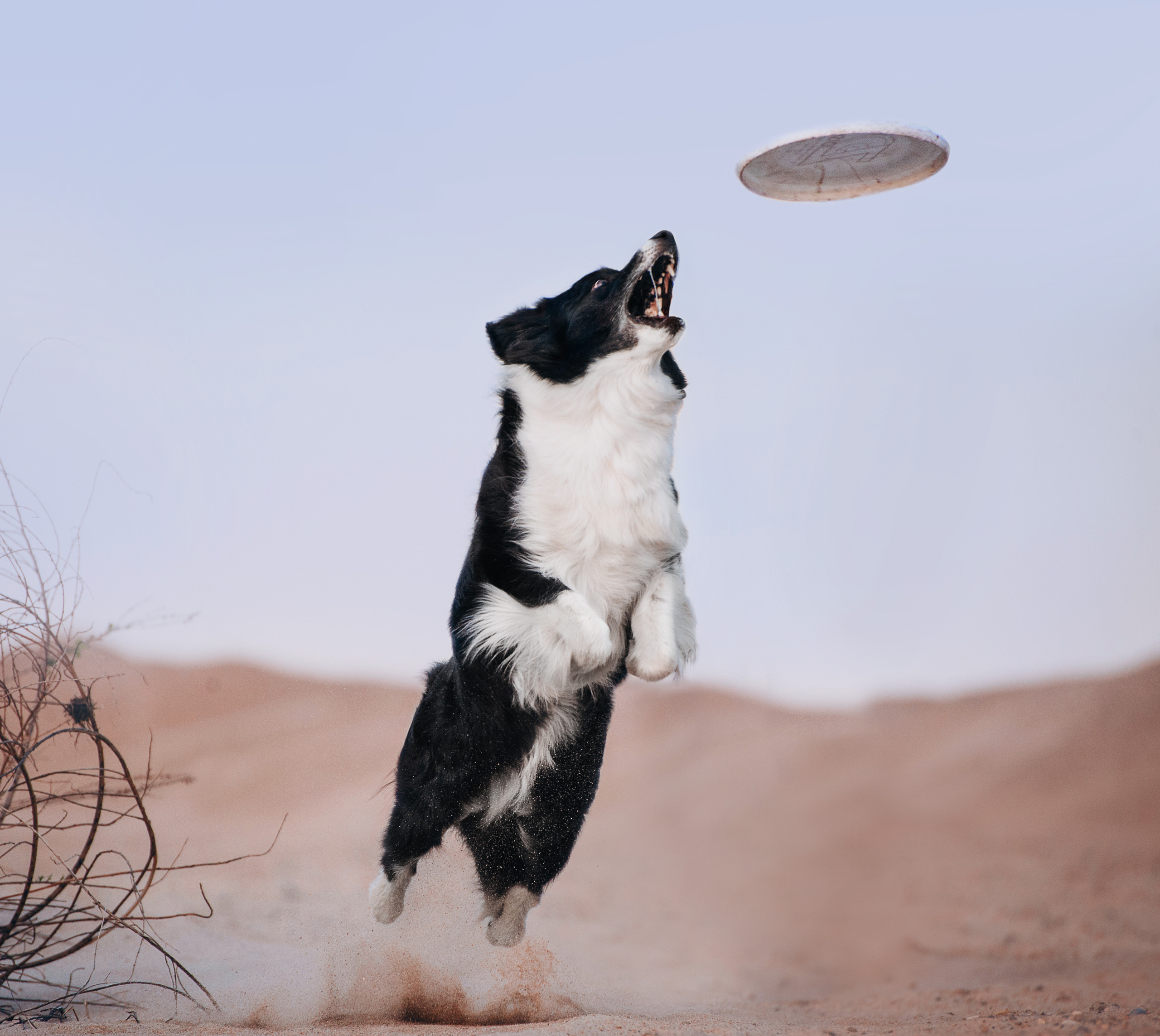 Бордер-колли Юппи, овчар Тайфун, Наташа и Дима. Портфолио