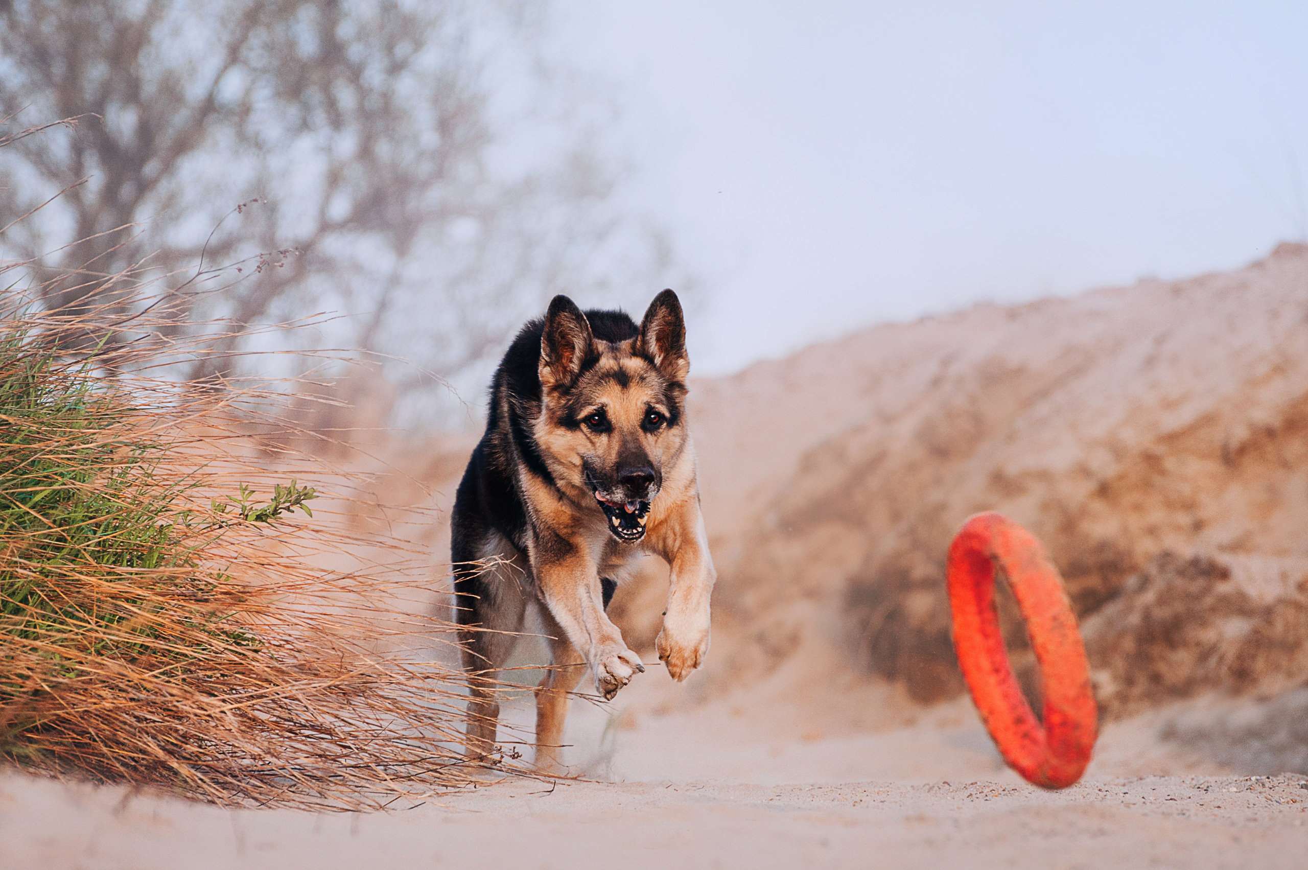 Бордер-колли Юппи, овчар Тайфун, Наташа и Дима. Портфолио