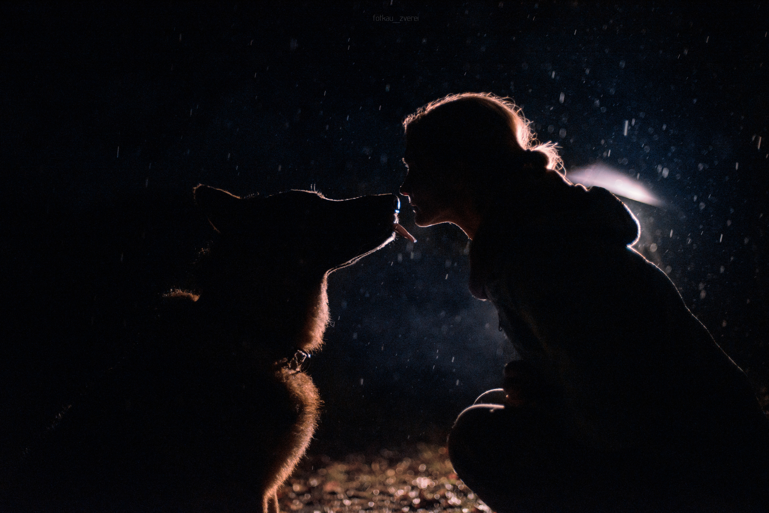 Темное: овчарка Ермак и Ира в лесу под дождем. Портфолио