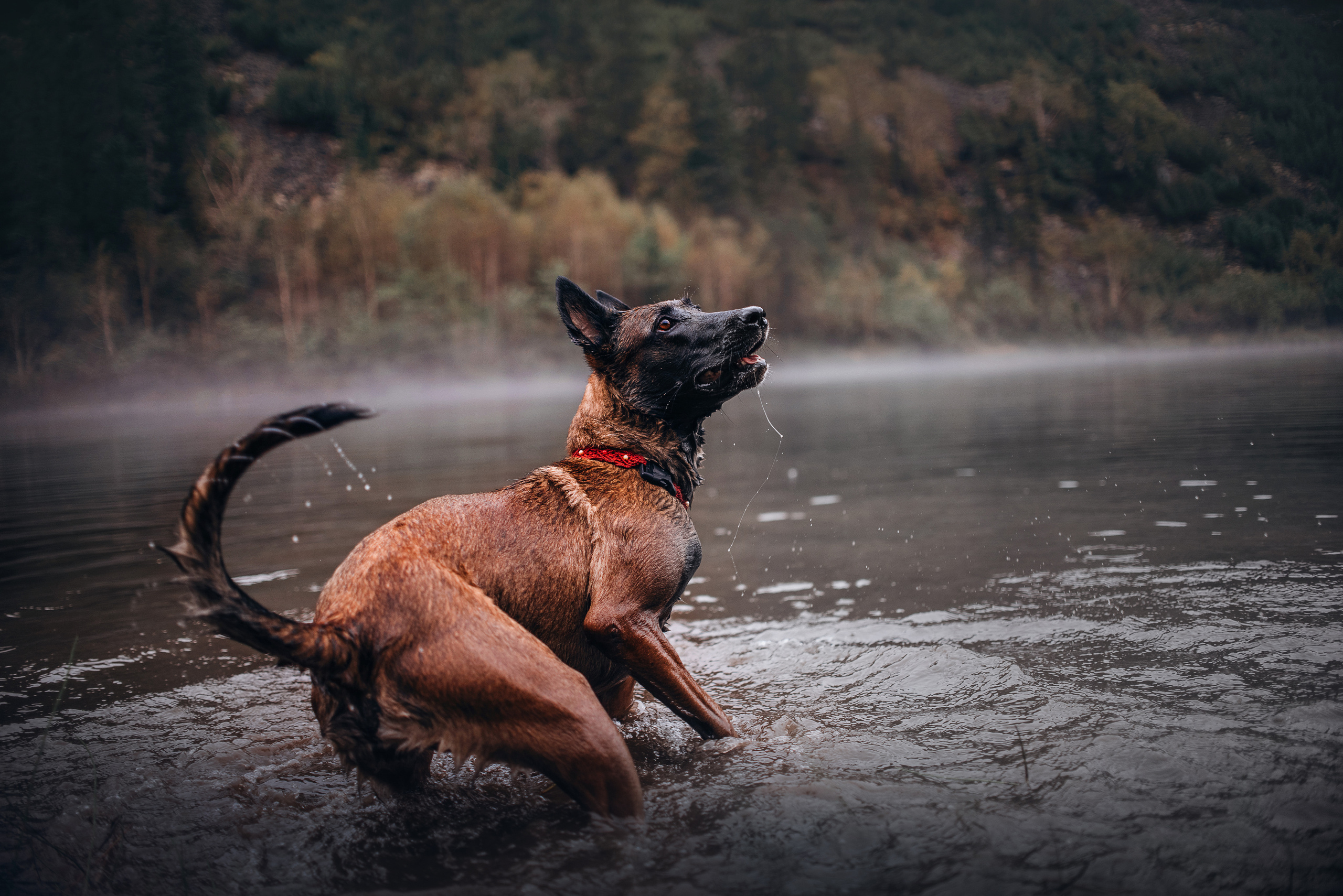 Амут: кеесхонд Верона, малинуа Бэрри, Юля и Леша. Портфолио