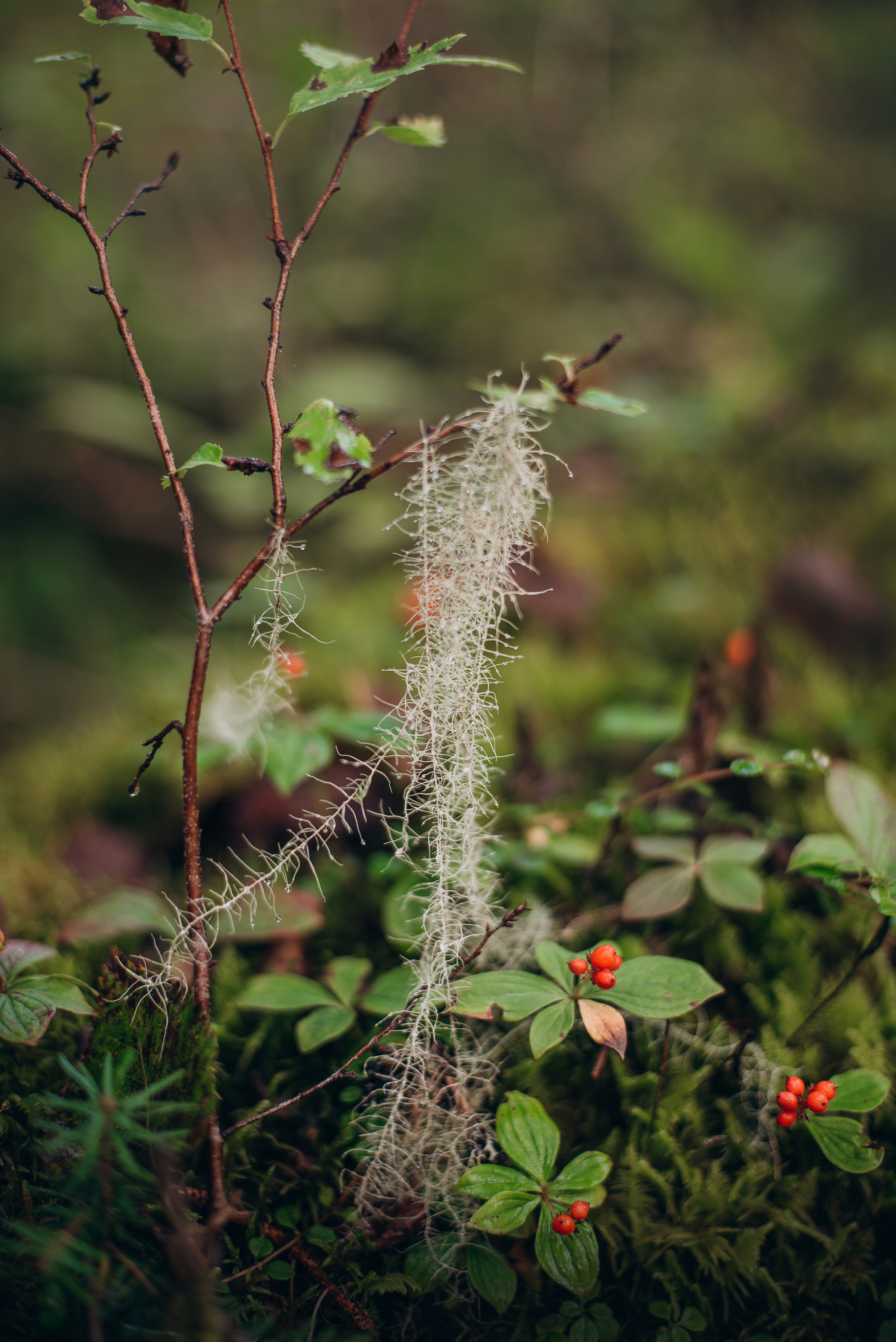 Амут: кеесхонд Верона, малинуа Бэрри, Юля и Леша. Портфолио
