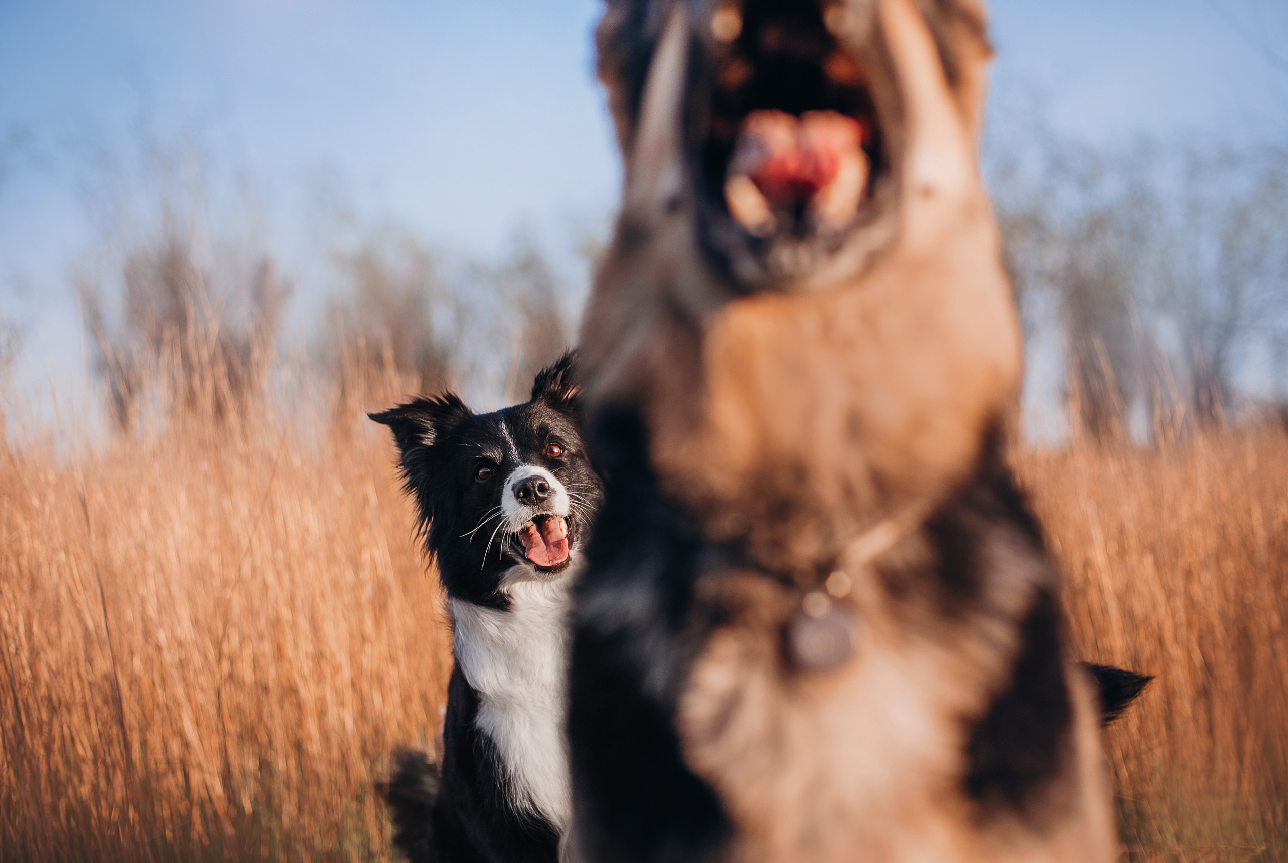 Бордер-колли Юппи, овчар Тайфун, Наташа и Дима. Портфолио