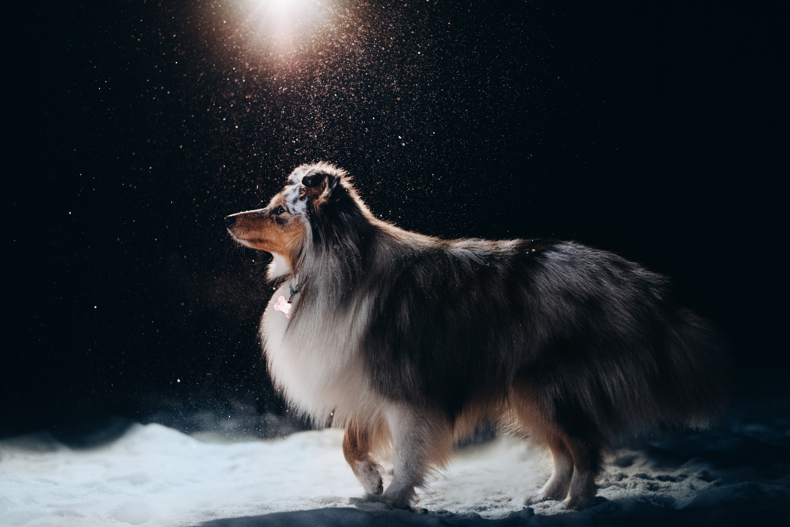 Шелти Расс. Портфолио