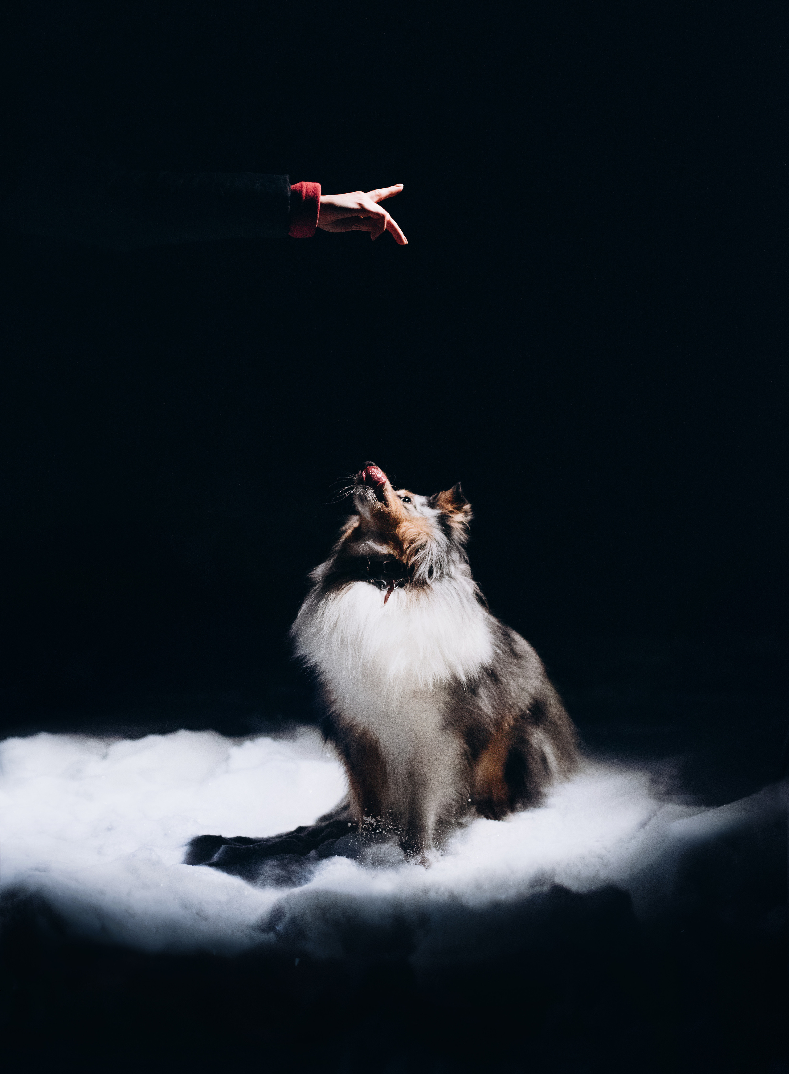 Шелти Расс. Портфолио