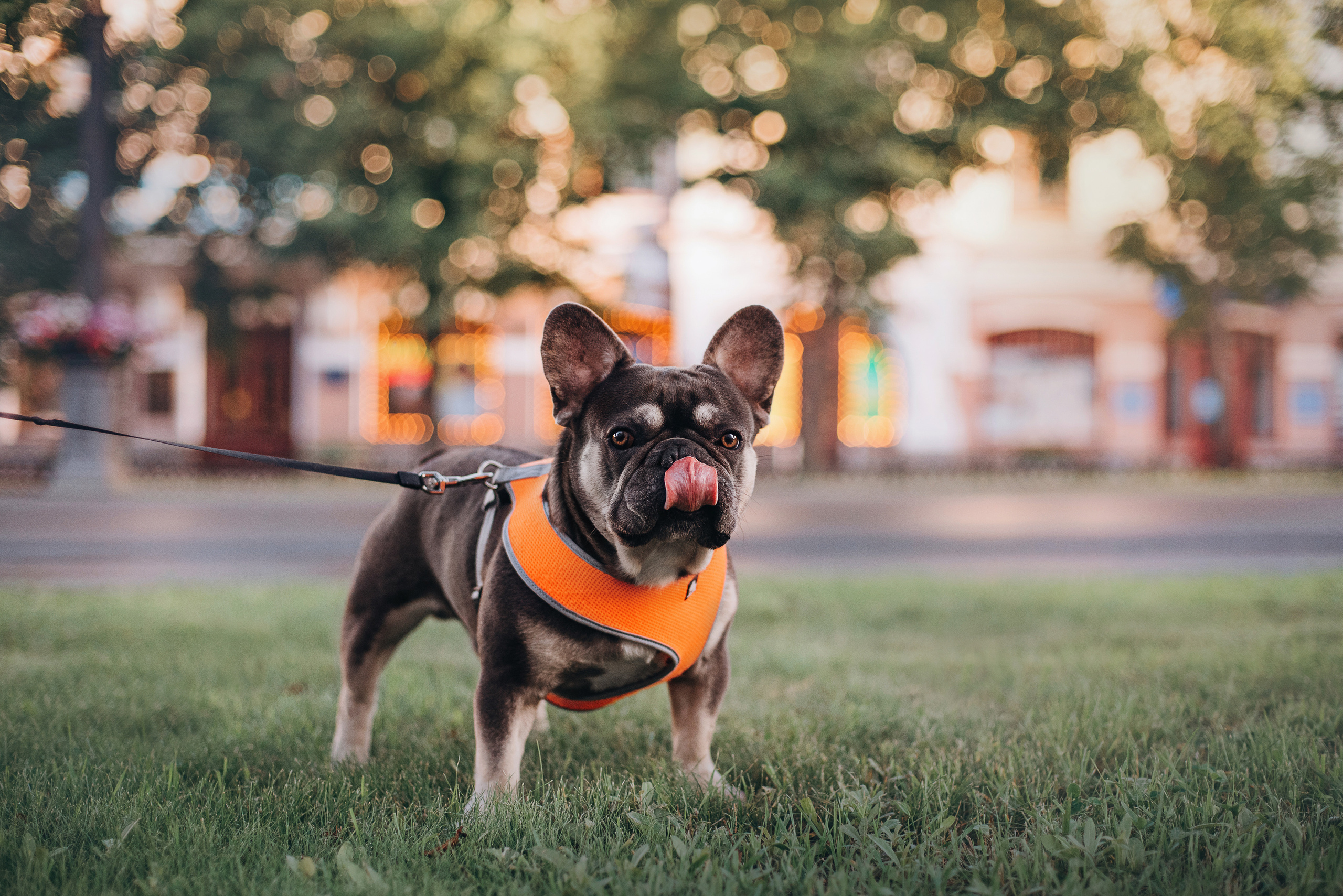 Рассвет в городе: французские бульдоги Лео и Фрэнк и Алена. Портфолио