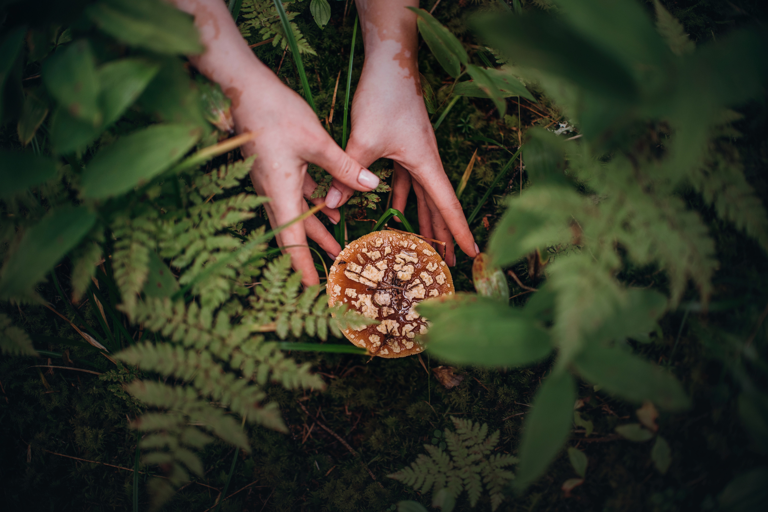 Амут: кеесхонд Верона, малинуа Бэрри, Юля и Леша. Портфолио