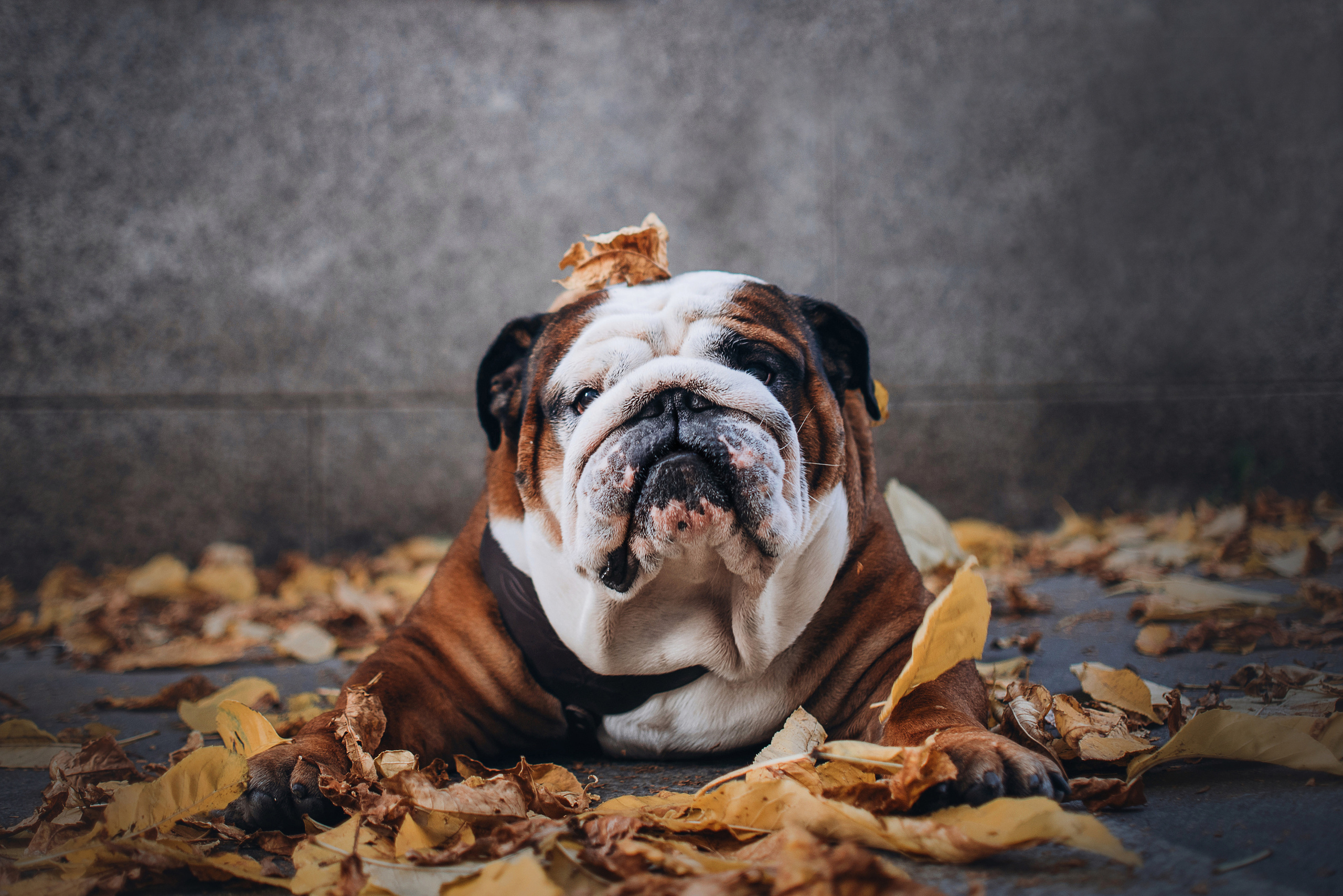 Рассвет в городе: бульдог Роберт и Юля. Портфолио