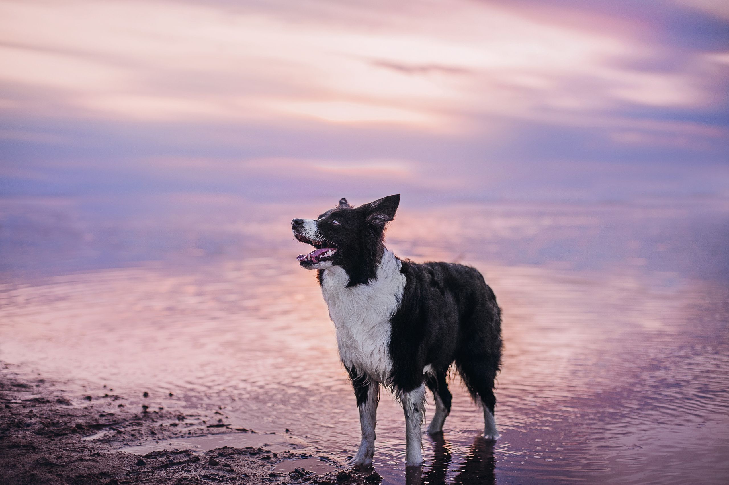 Бордер-колли Юппи, овчар Тайфун, Наташа и Дима. Портфолио