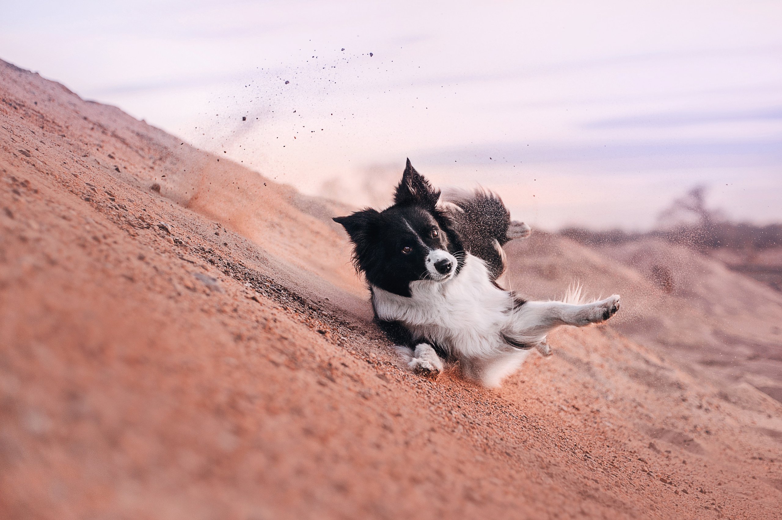 Бордер-колли Юппи, овчар Тайфун, Наташа и Дима. Портфолио