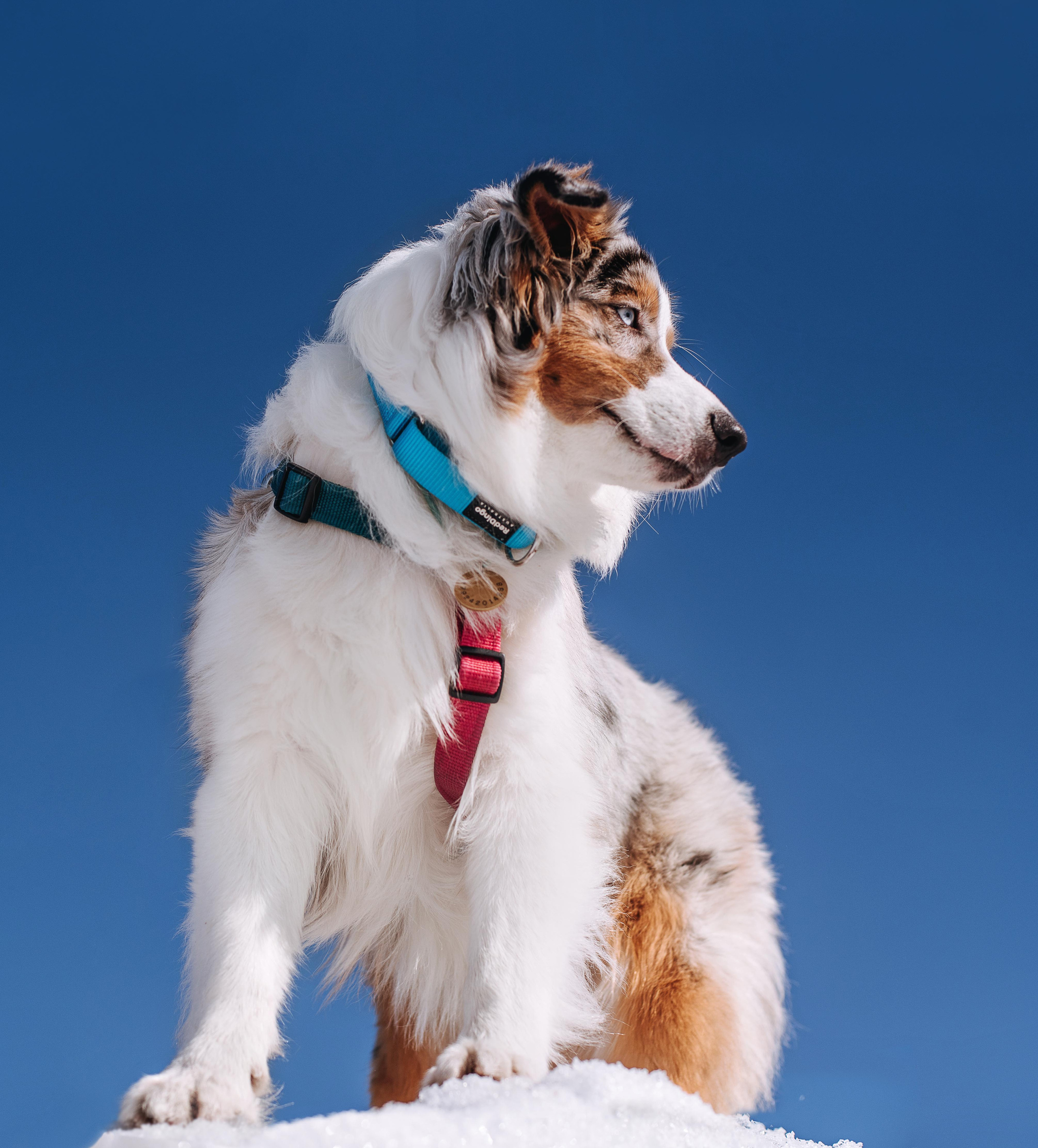 Аусси Киви и Аля. Портфолио