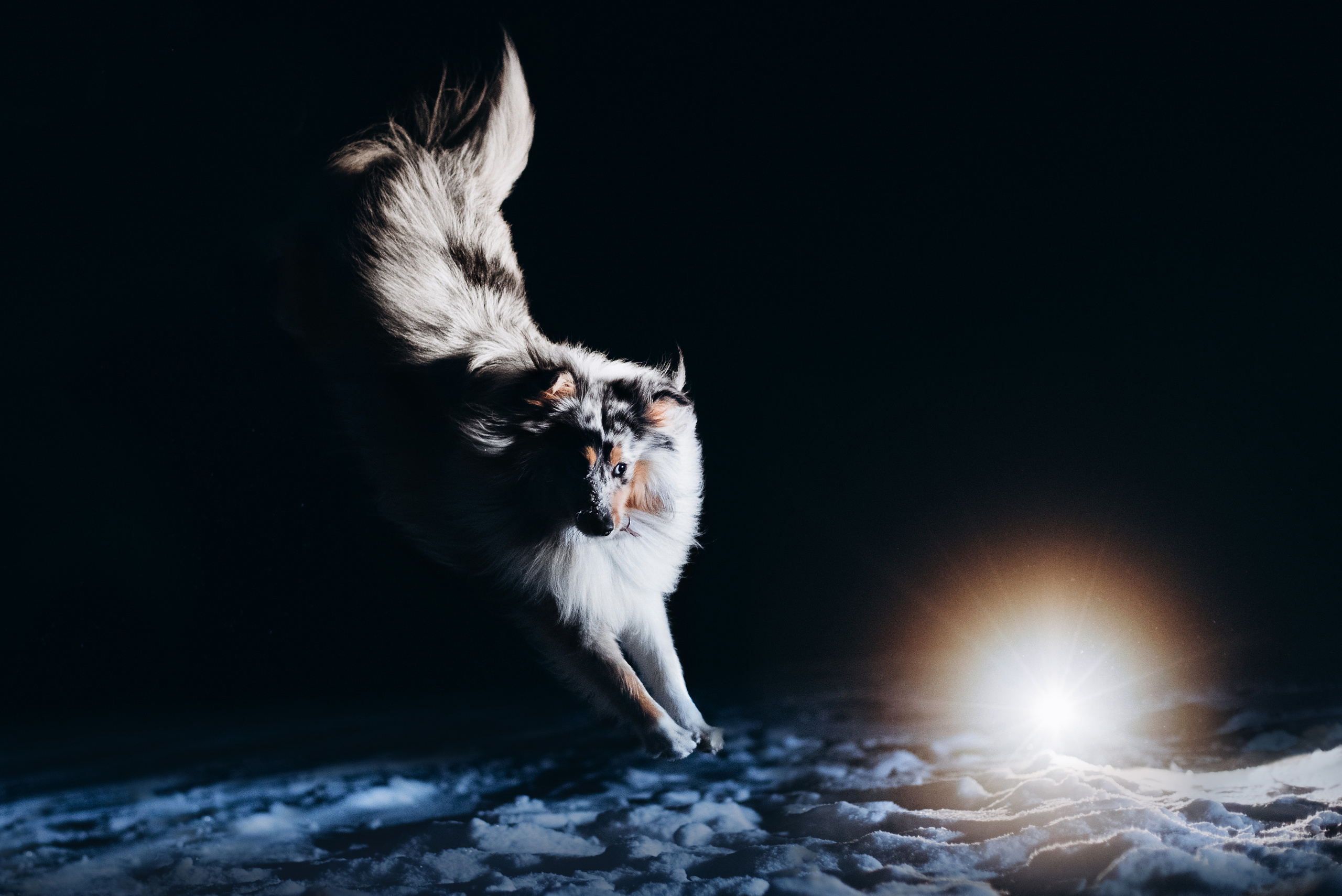 Шелти Расс. Портфолио