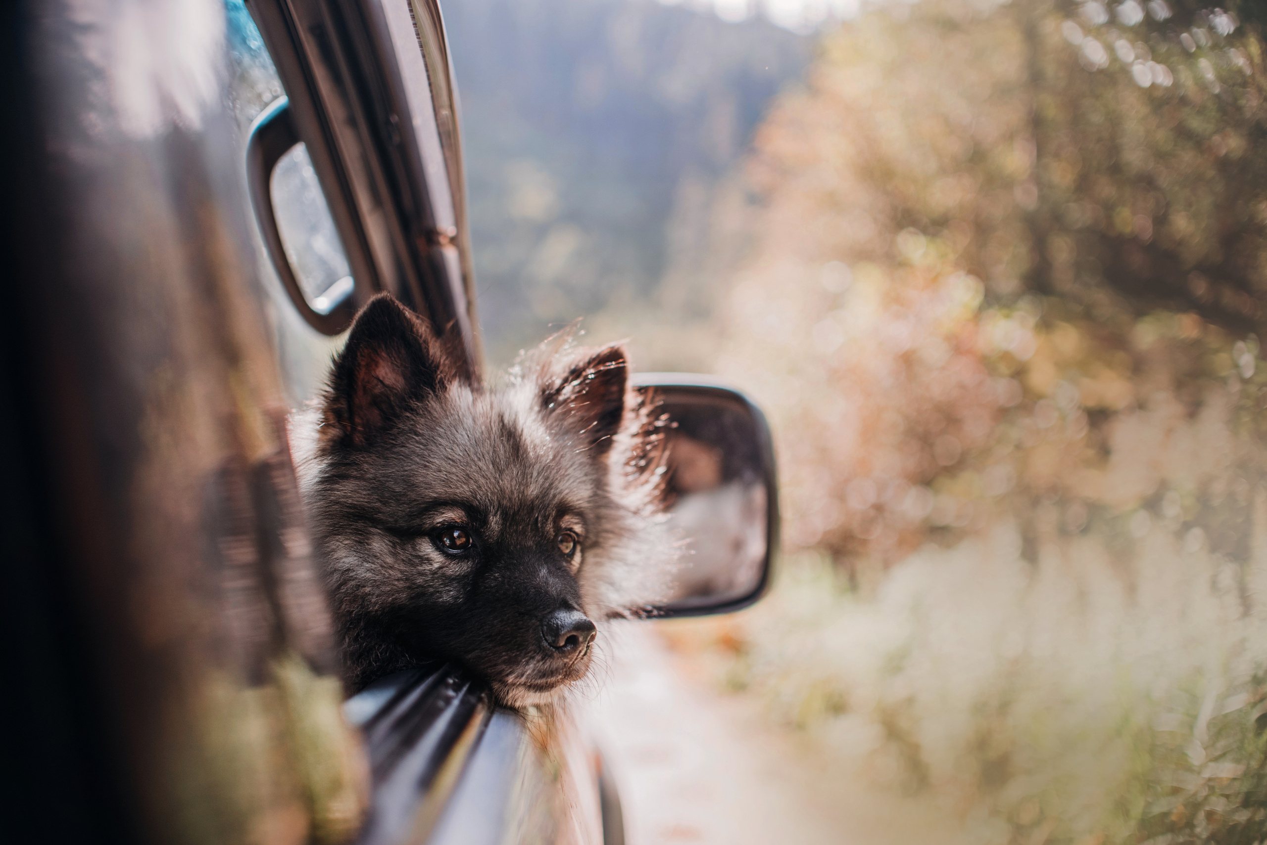 Амут: кеесхонд Верона, малинуа Бэрри, Юля и Леша. Портфолио