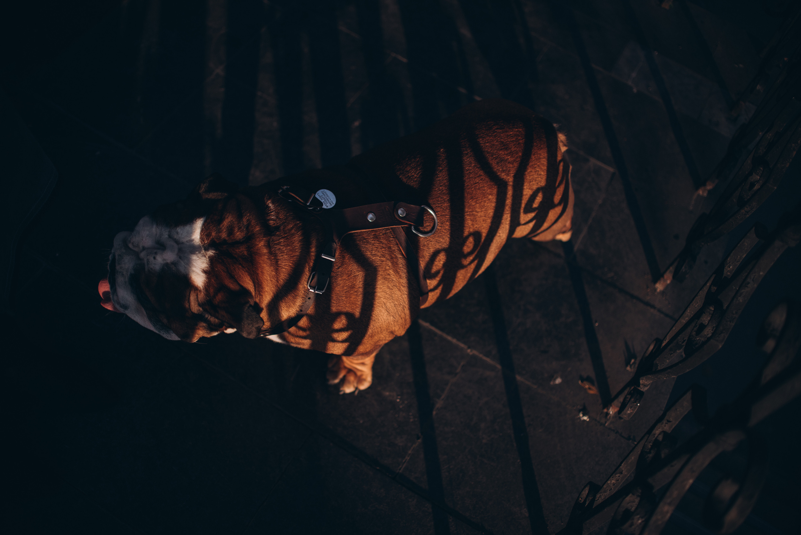 Рассвет в городе: бульдог Роберт и Юля. Портфолио