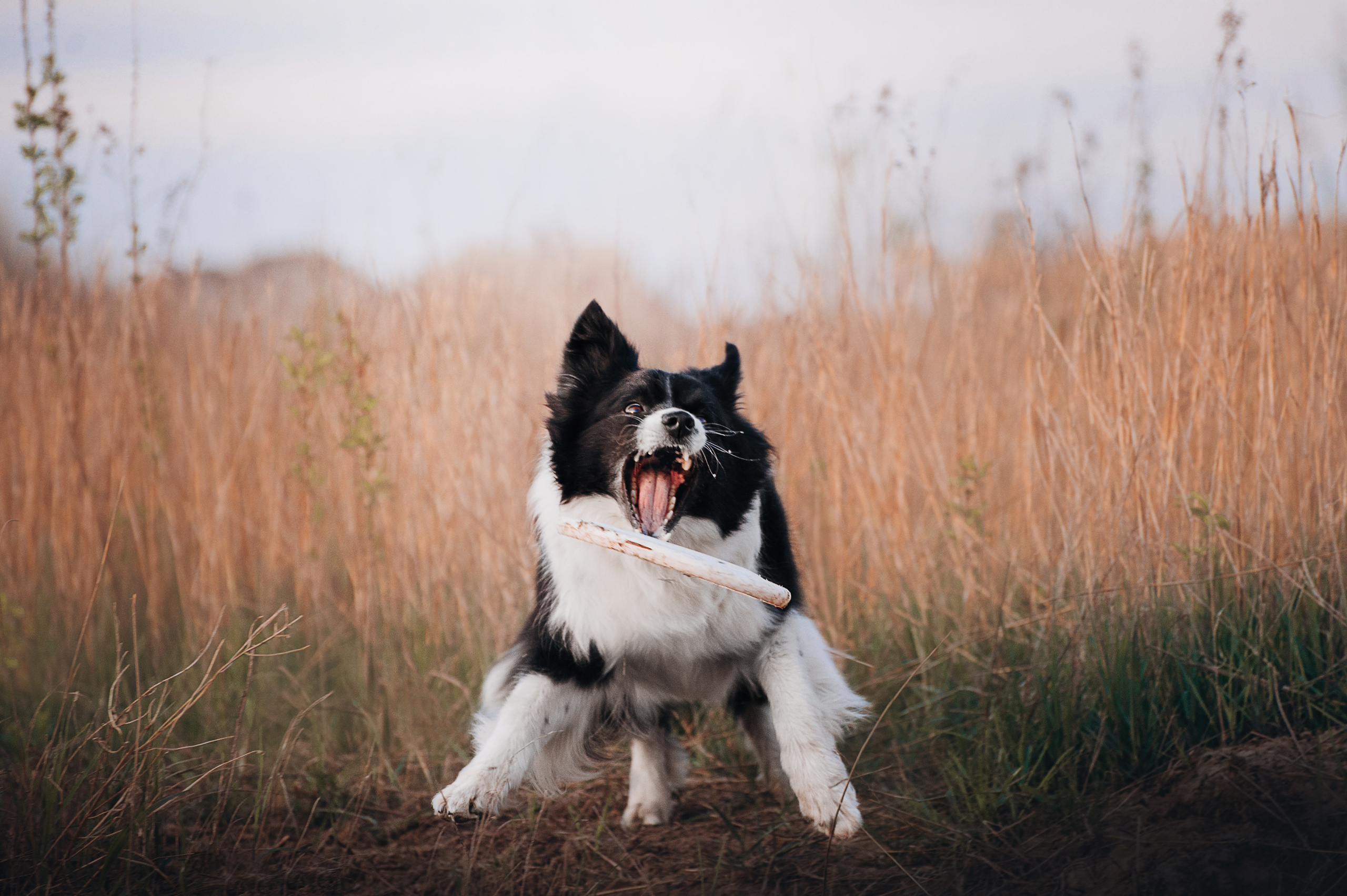 Бордер-колли Юппи, овчар Тайфун, Наташа и Дима. Портфолио