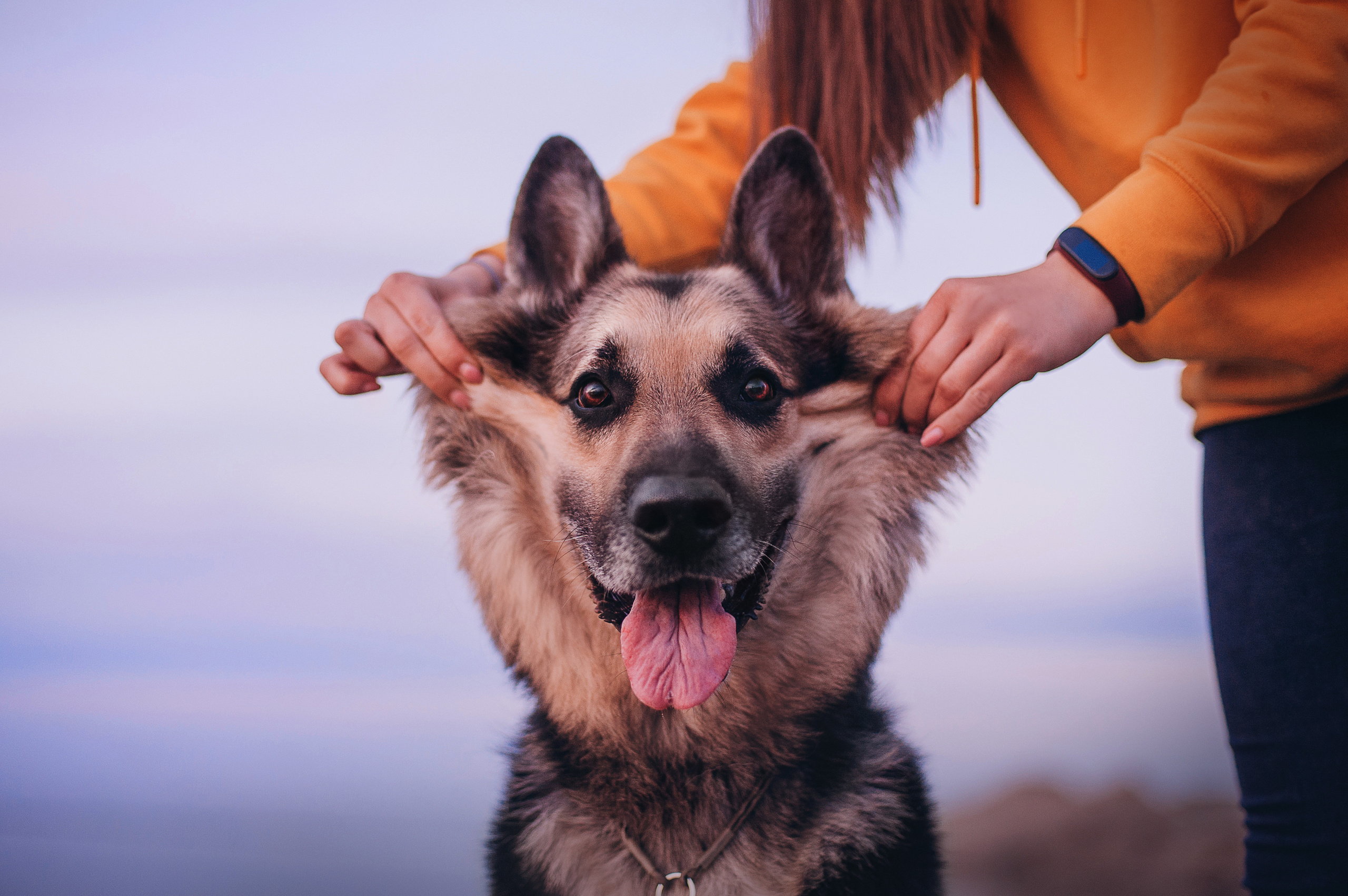 Бордер-колли Юппи, овчар Тайфун, Наташа и Дима. Портфолио