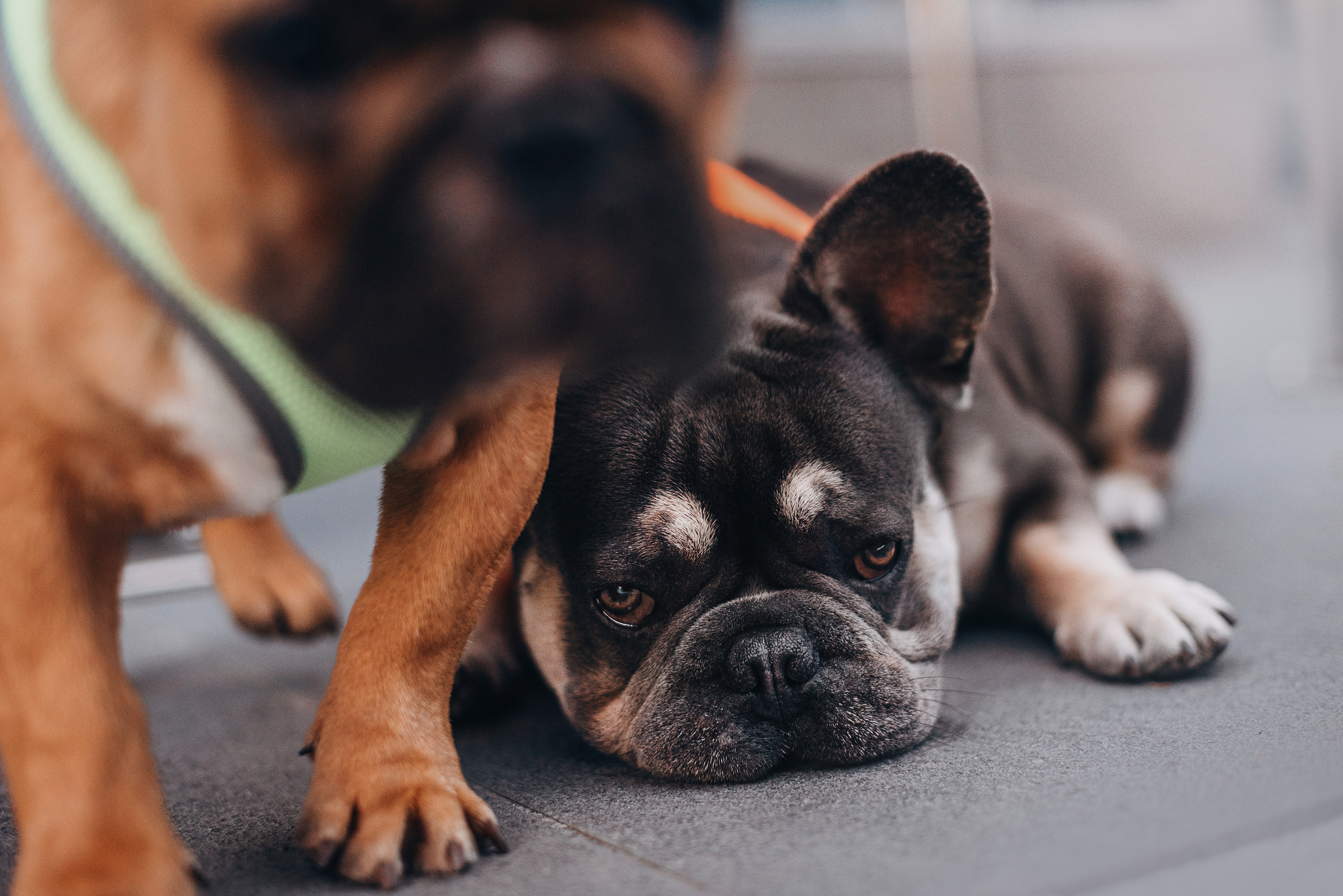 Рассвет в городе: французские бульдоги Лео и Фрэнк и Алена. Портфолио