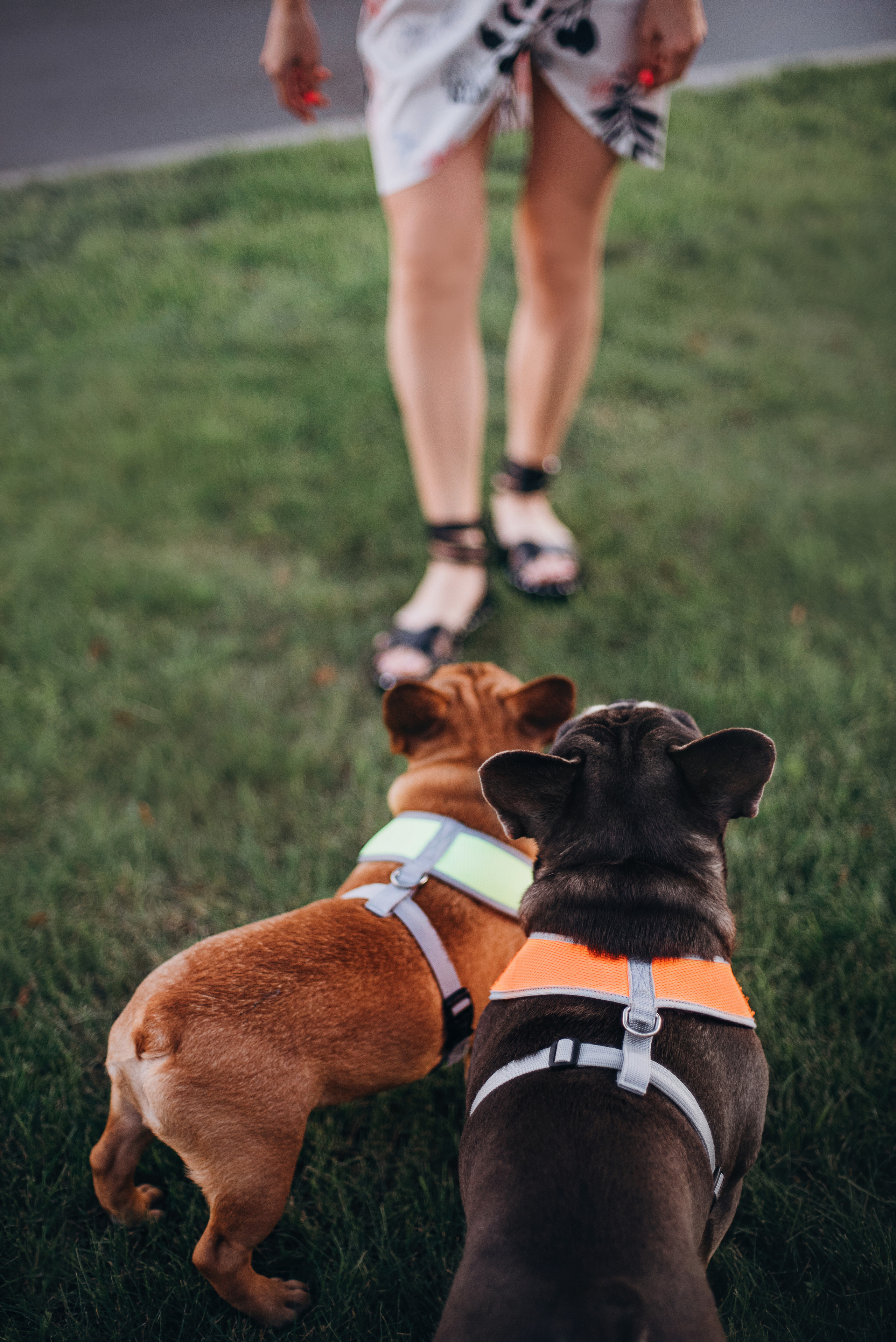 Рассвет в городе: французские бульдоги Лео и Фрэнк и Алена. Портфолио