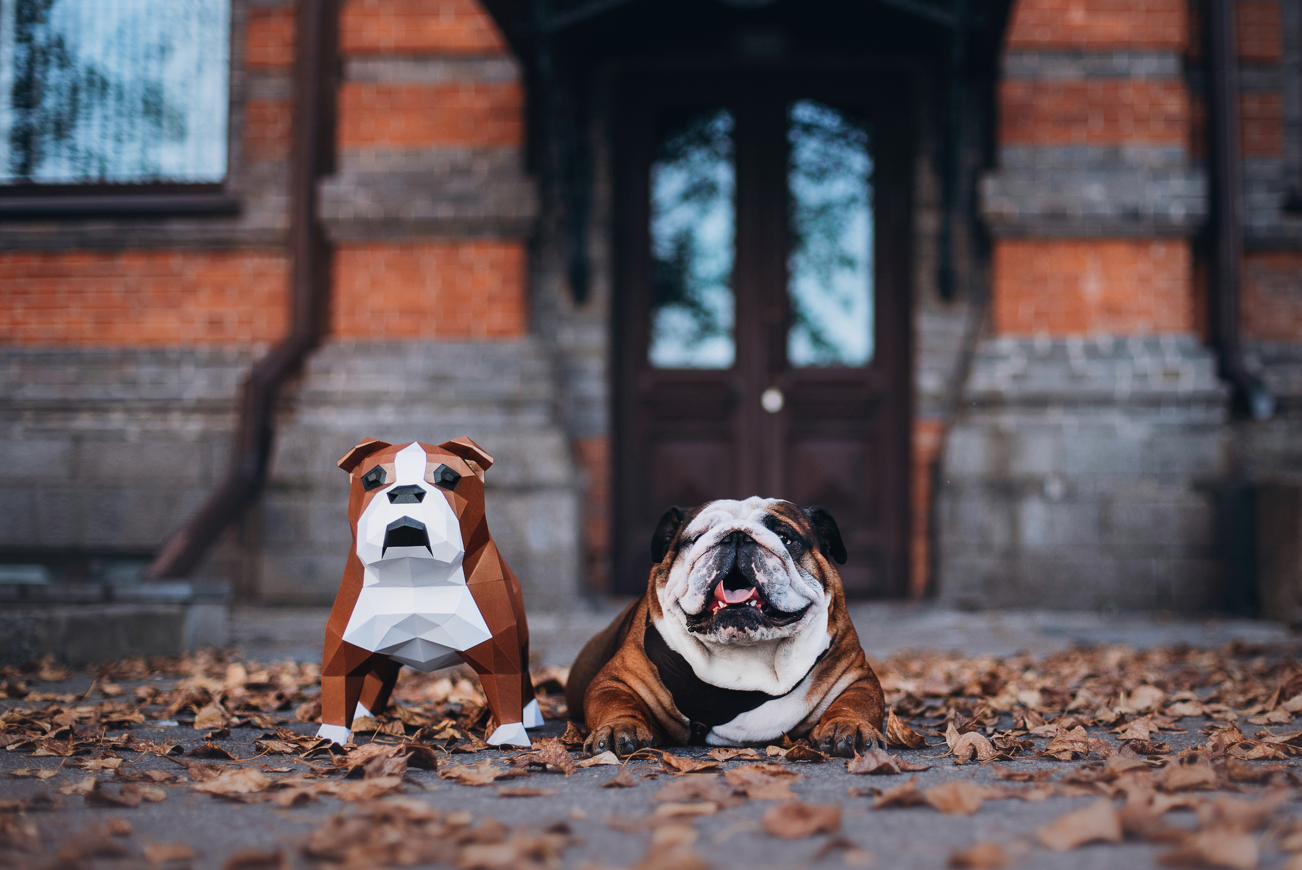 Рассвет в городе: бульдог Роберт и Юля. Портфолио