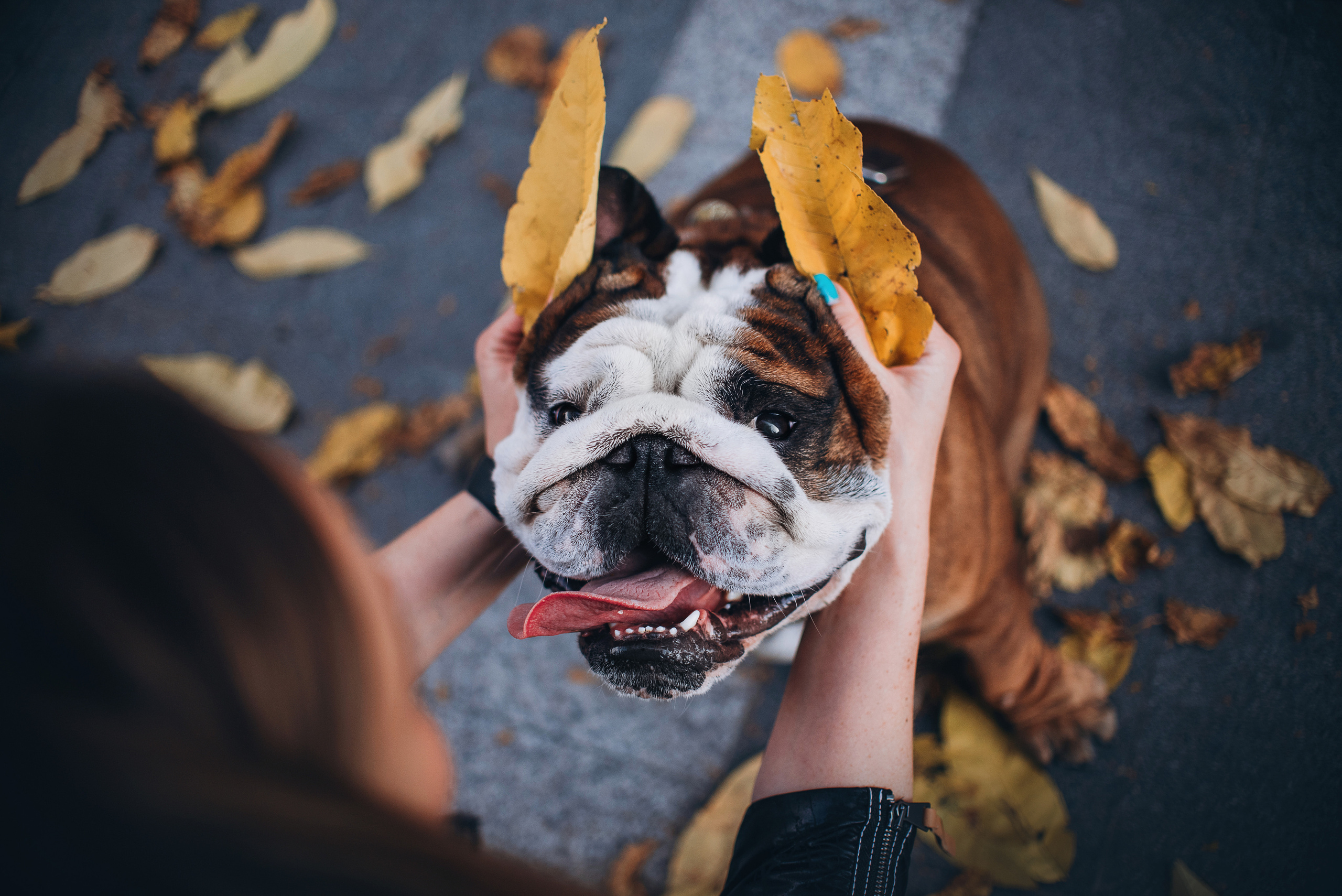 Рассвет в городе: бульдог Роберт и Юля. Портфолио