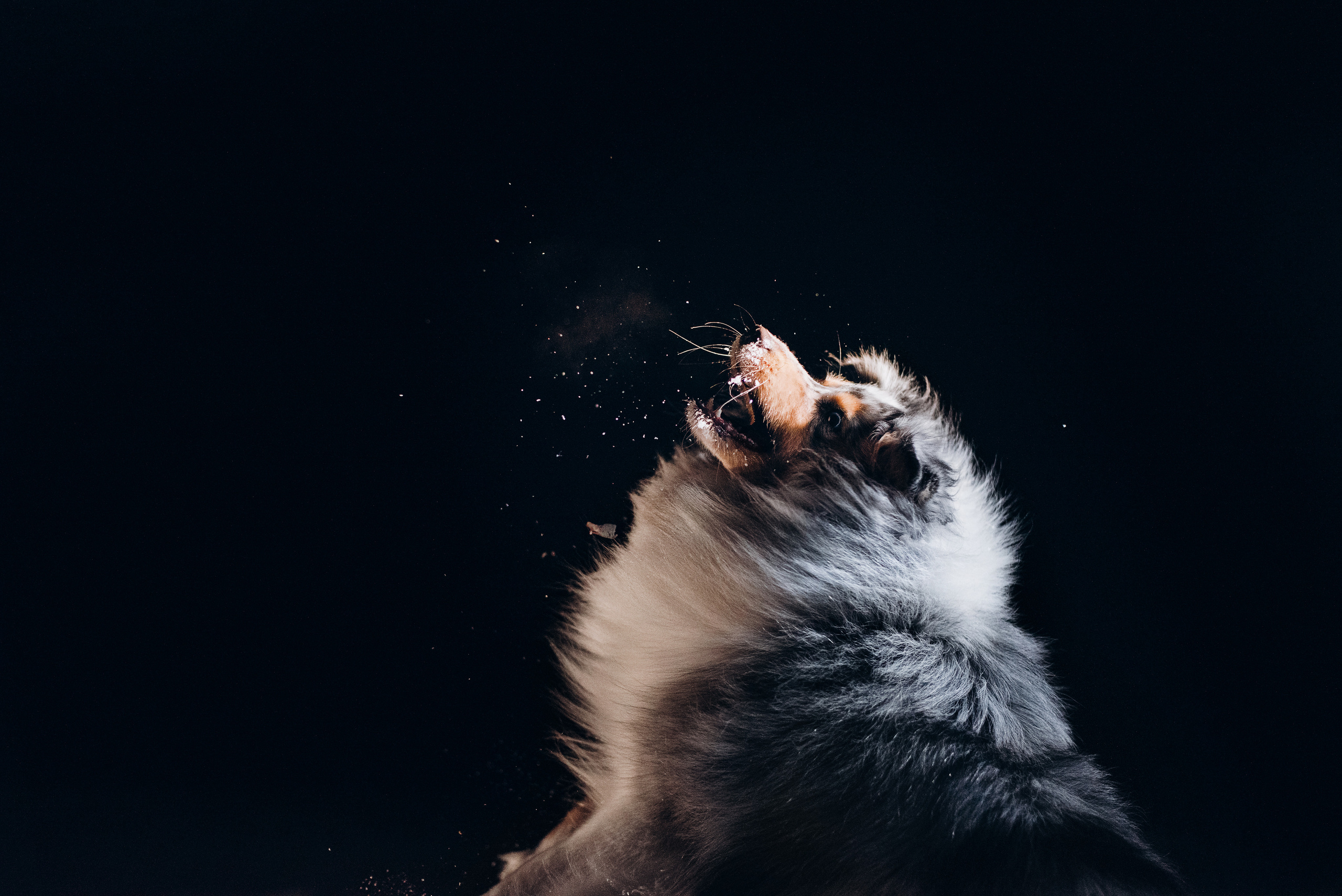 Шелти Расс. Портфолио